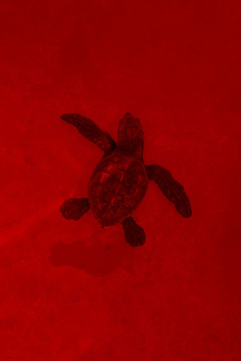 © Elsa Leydier - Image from the Plátanos con platino (Platinum bananas) photography project