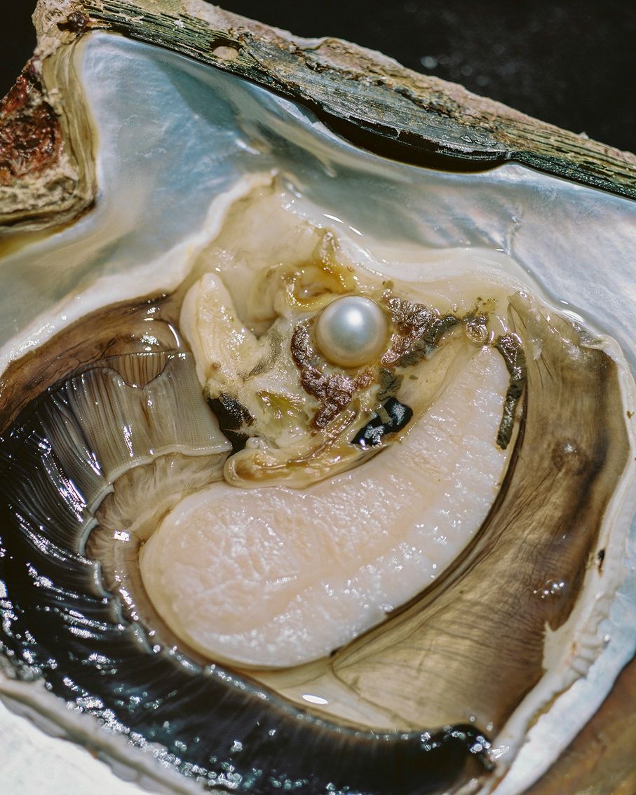 Anatomy Of An Oyster - Rita Puig-Serra