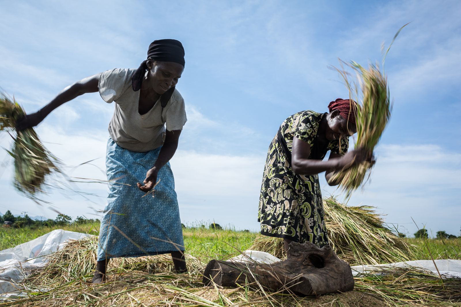 © Etinosa Yvonne. Middle aged farm workers thresh freshly harvested rice at a farm in Adamawa, Nigeria, 2018