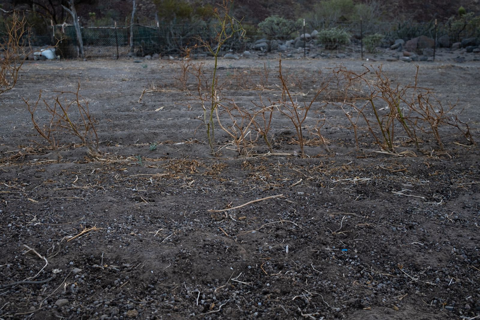 © Sofia Aldinio - A piece of land it’s fenced, to grow food, at a small farm in Baja California, Mexico. December 2020.