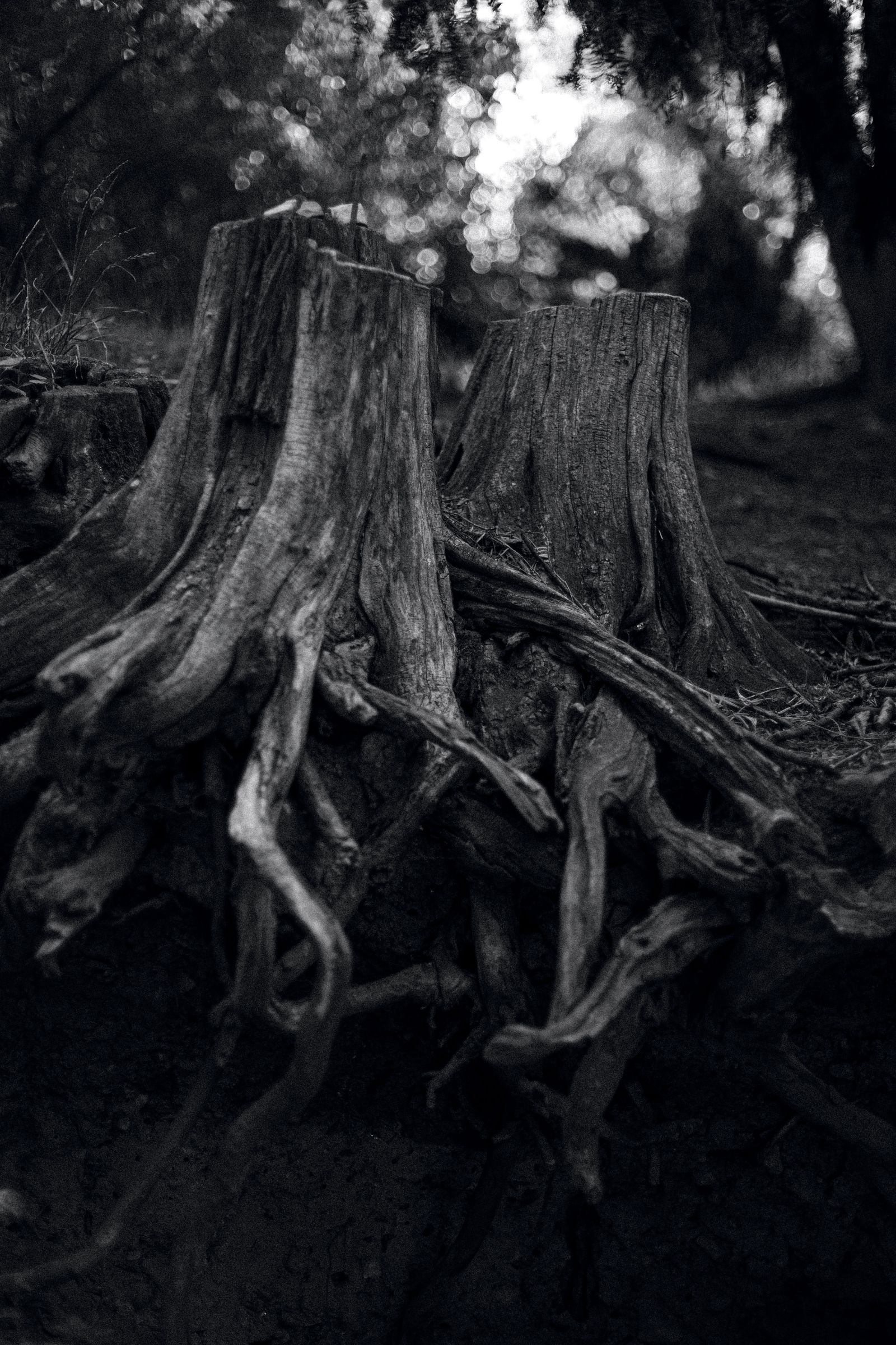 © Anna Lunghini - Image from the MOYA RIDNA photography project