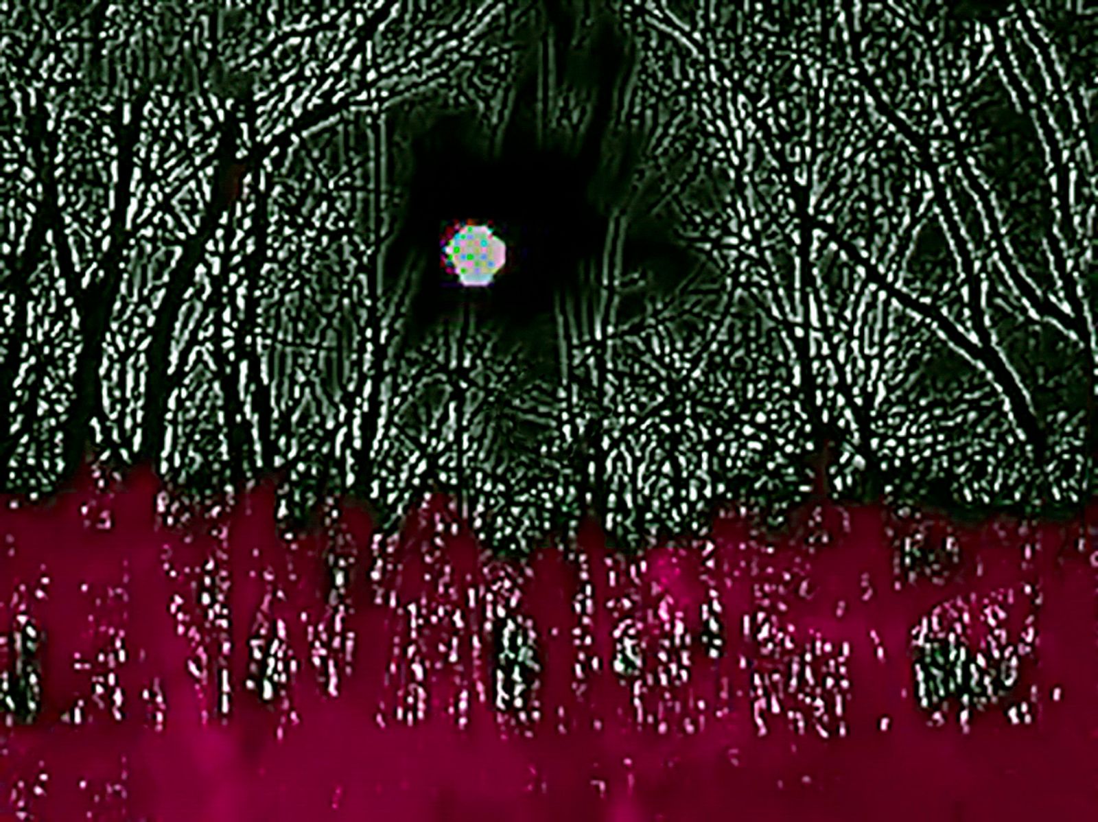 © ROGER GRASAS - Thermographic view of the forest that surrounds us during the coldest days of March