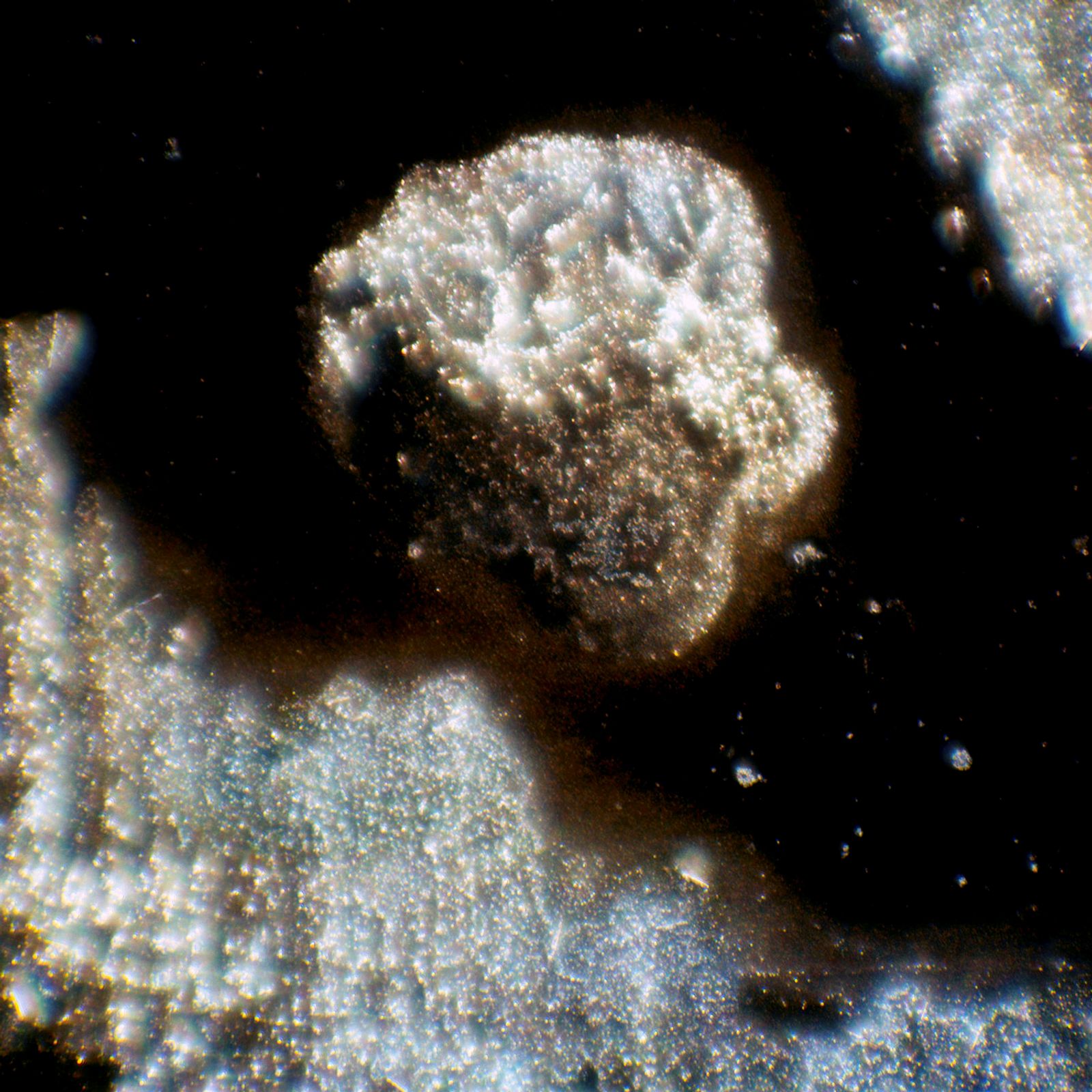 © ROGER GRASAS - Interferential contrast photomicrograph of my thumbprint at 6000x magnification