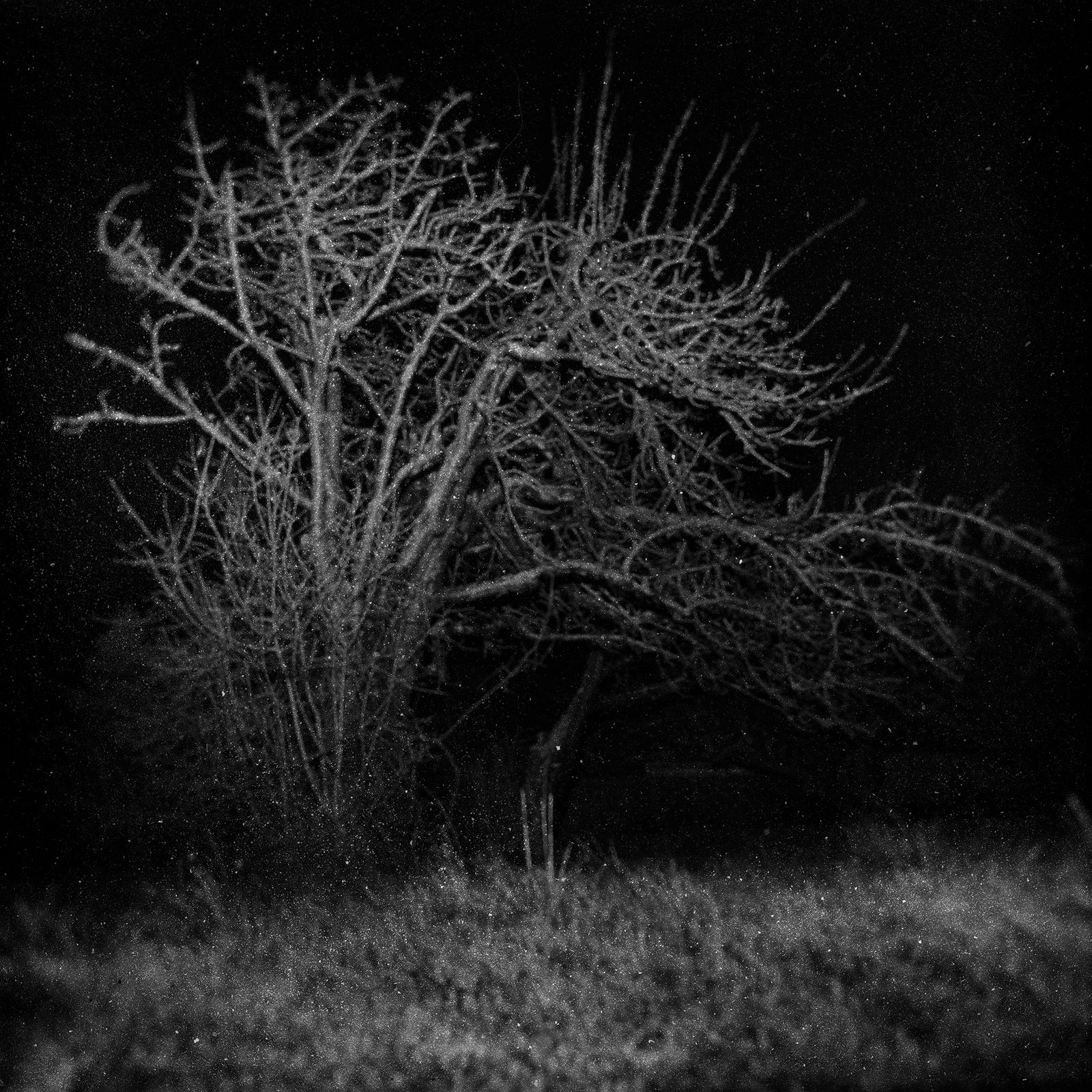 © Tirdad Aghakhani - The monster behind the tree