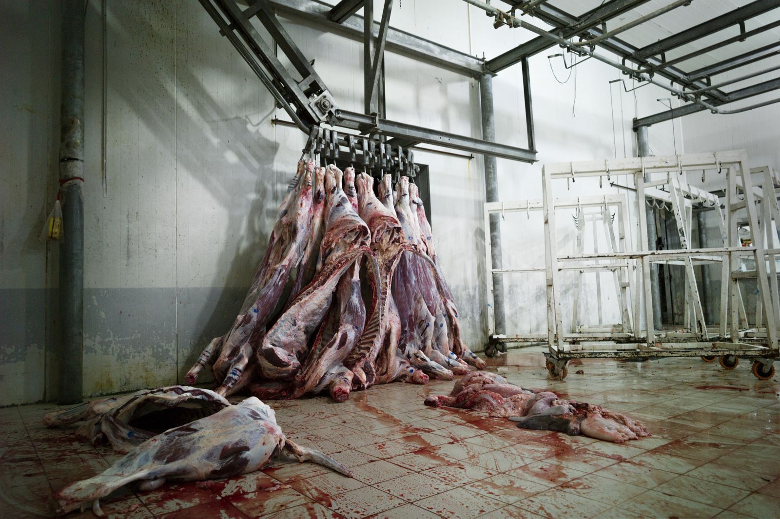 © Simon Chang - Image from the Shepherds and the slaughterhouse photography project