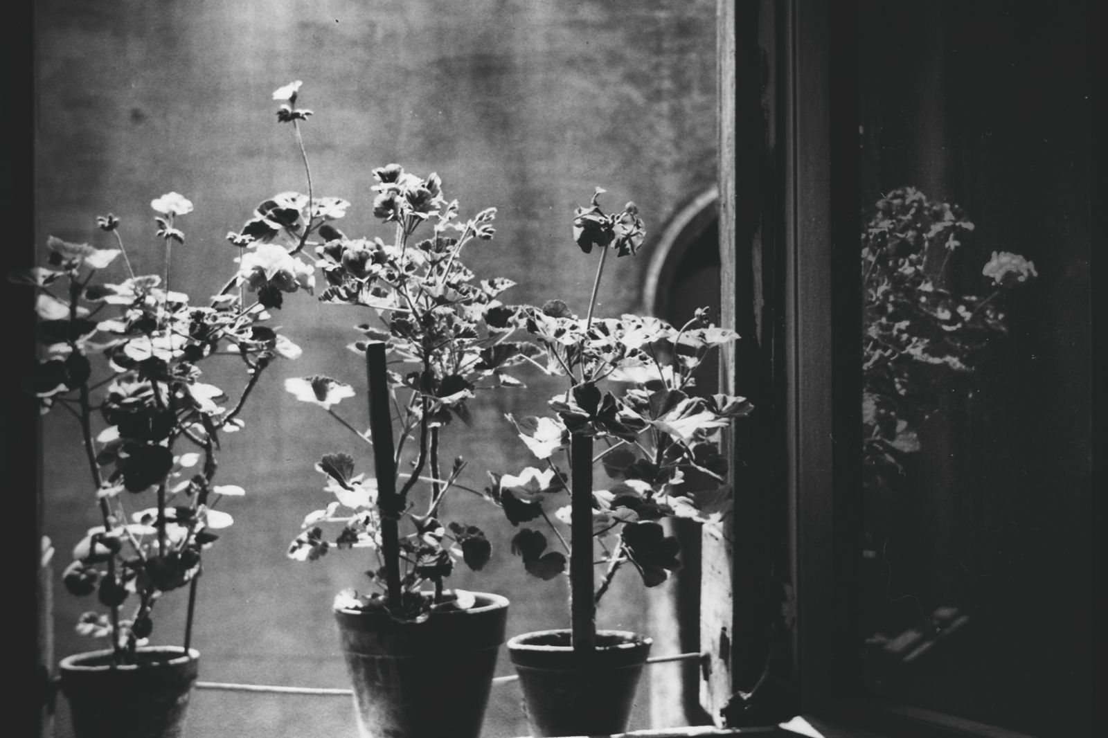 © BARBARA ZANON - her flowers in her home. 1980