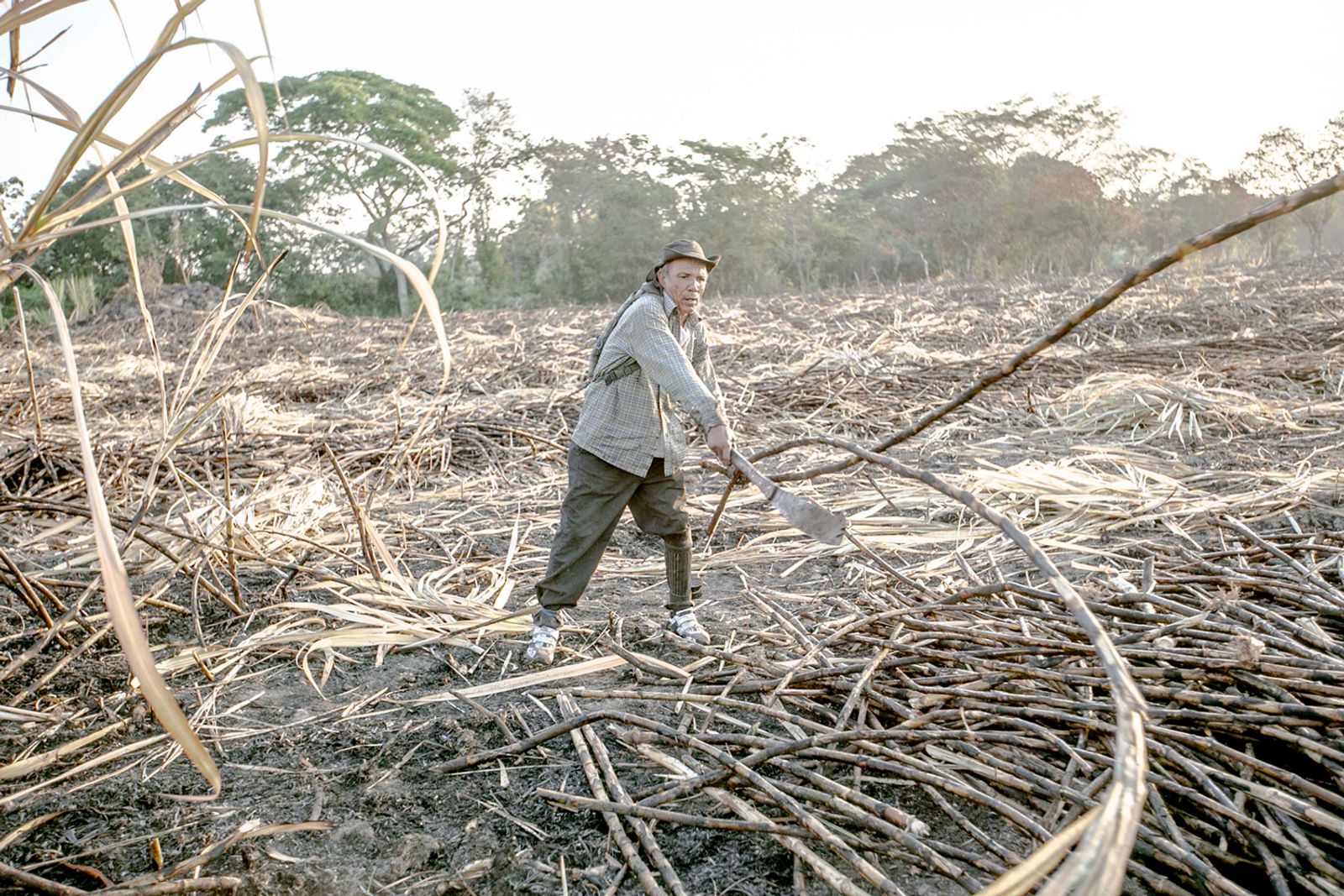 © Fred Ramos - Cutting sugarcane in Aguilares, El Salvador, March 2015. Fred Ramos