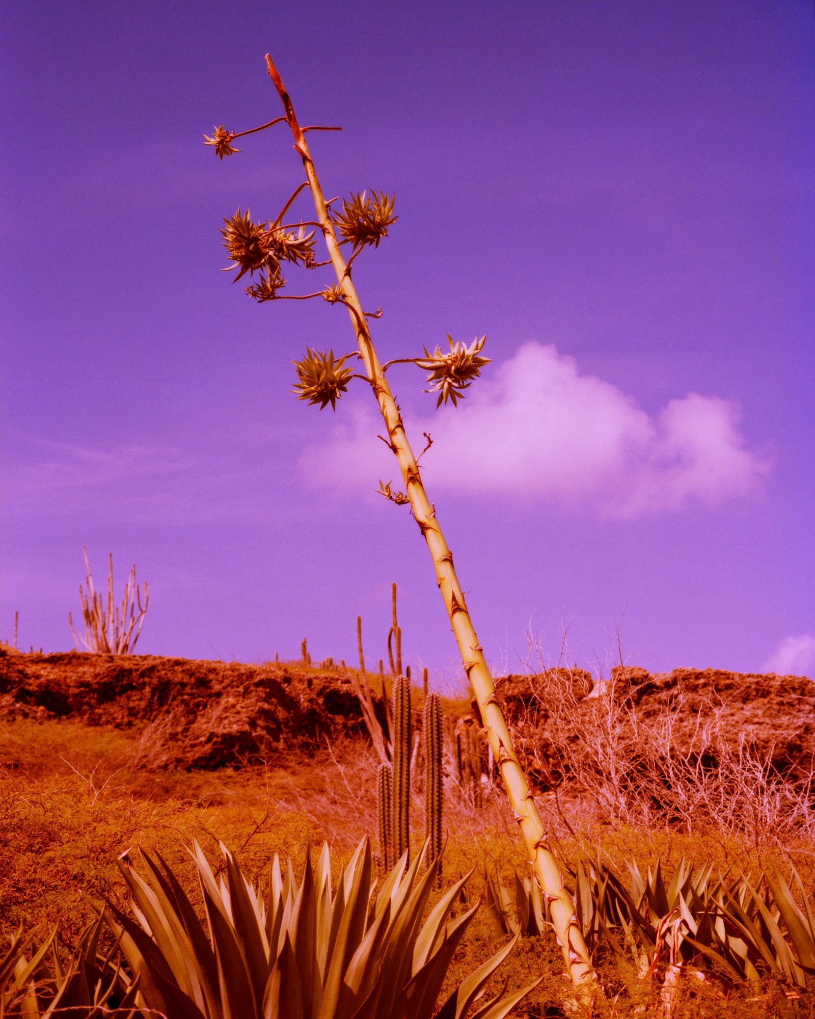 © Sander Coers - Image from the Blue Mood (Al Mar) photography project