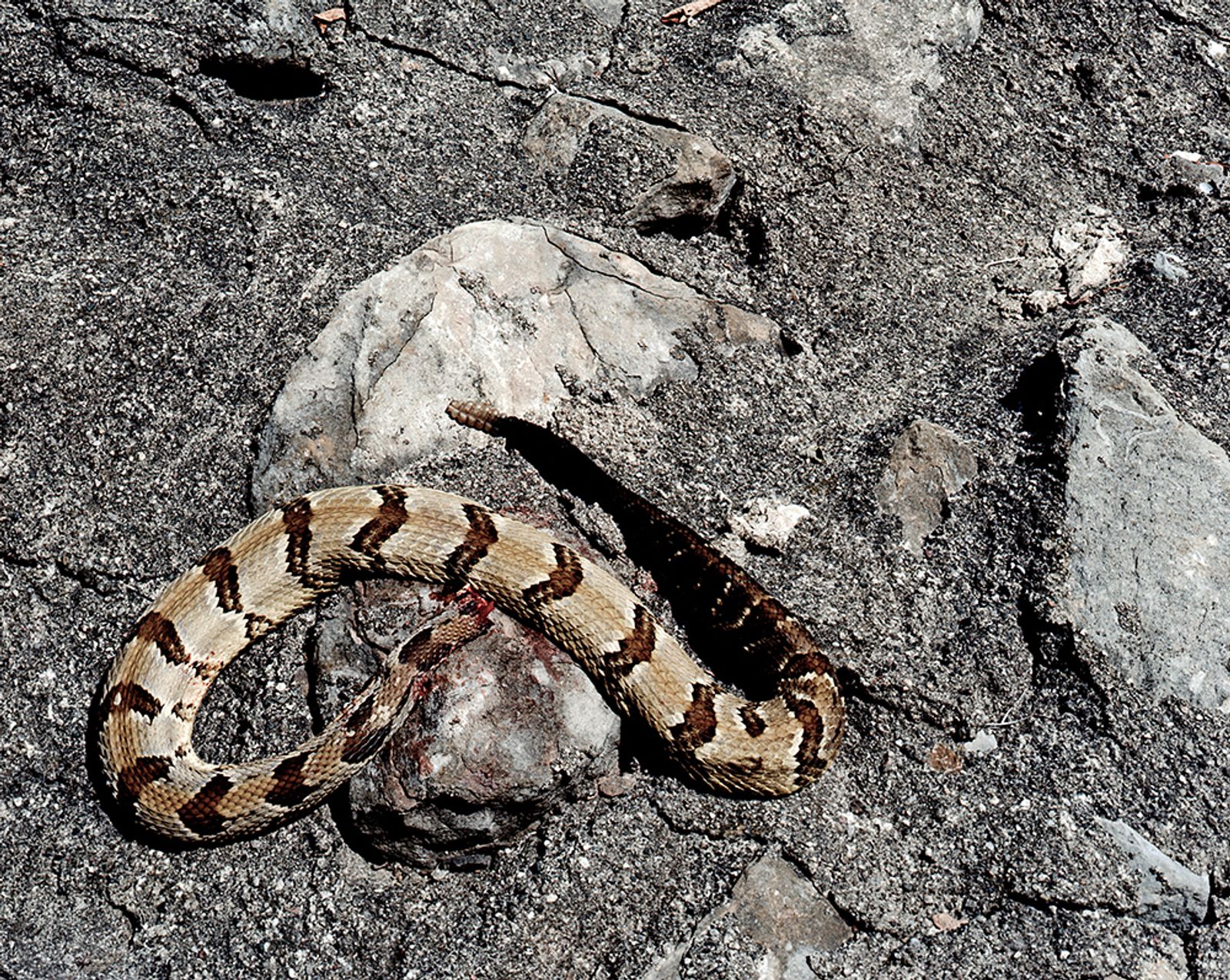 © Mathieu Asselin - Headless snake in a contaminated site.POCA RIVER BASIN, WEST VIRGINIA. 2012