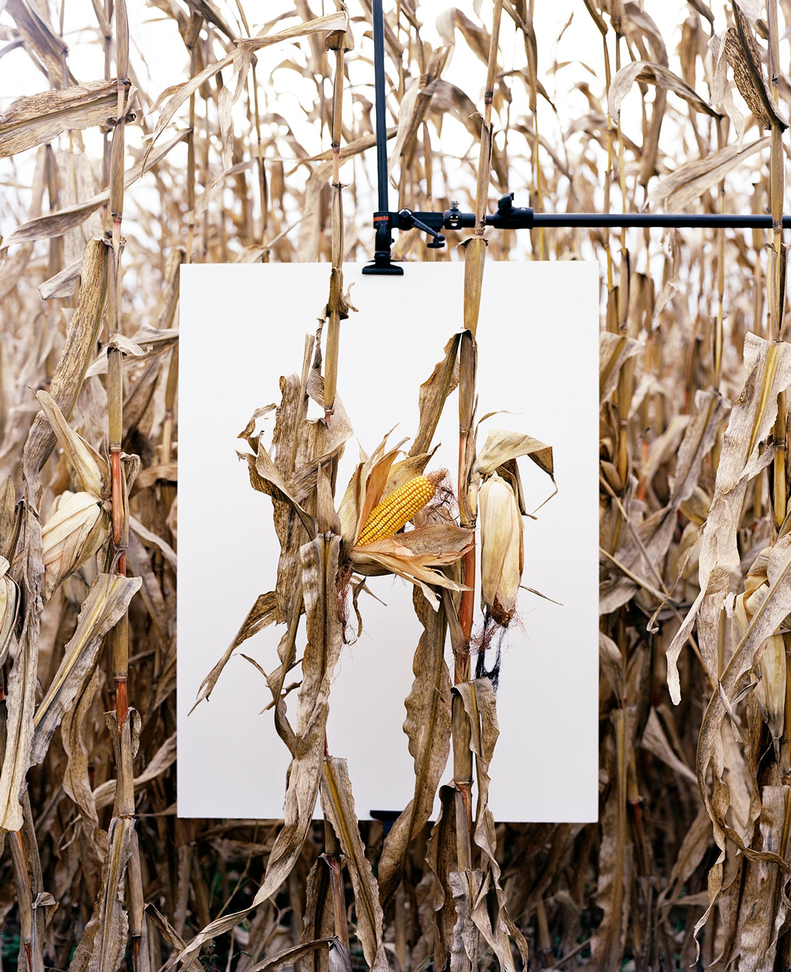 © Mathieu Asselin - Image from the Monsanto: A Photographic Investigation photography project