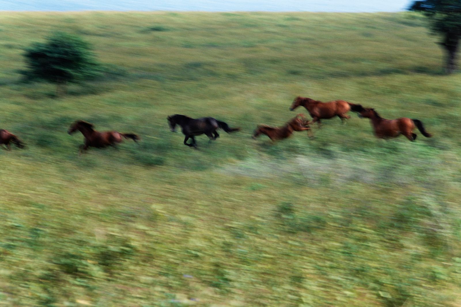 © Camille Mazier - Archive, Wild Horses wave, Easter Island, 1979