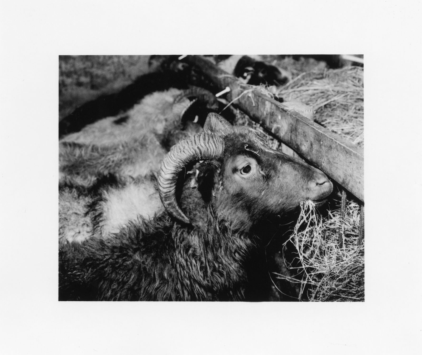 © Deanna Pizzitelli - Rams, I, 2018, Toned Silver Gelatin Print © Deanna Pizzitelli / Courtesy of Stephen Bulger Gallery