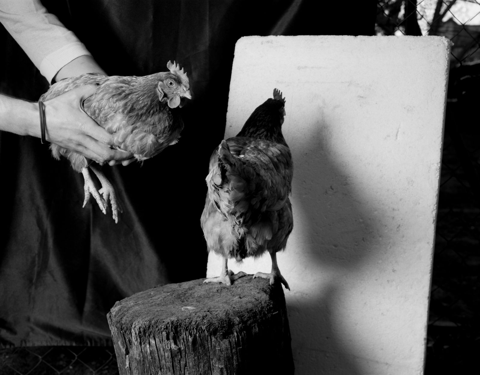 © Deanna Pizzitelli - Hens, II, 2019, Toned Silver Gelatin Print © Deanna Pizzitelli / Courtesy of Stephen Bulger Gallery