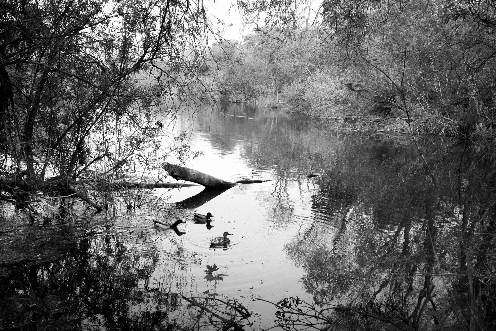 © Phoenix Kanada - Into Spring