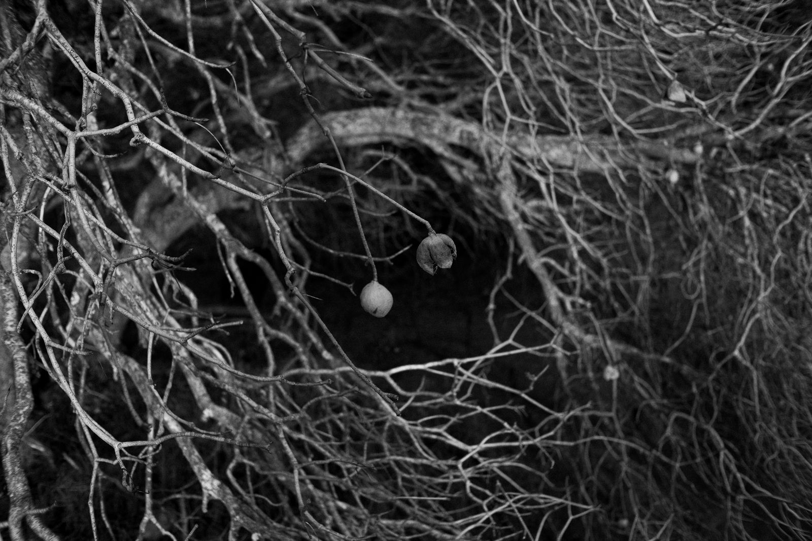 © Phoenix Kanada - Untitled