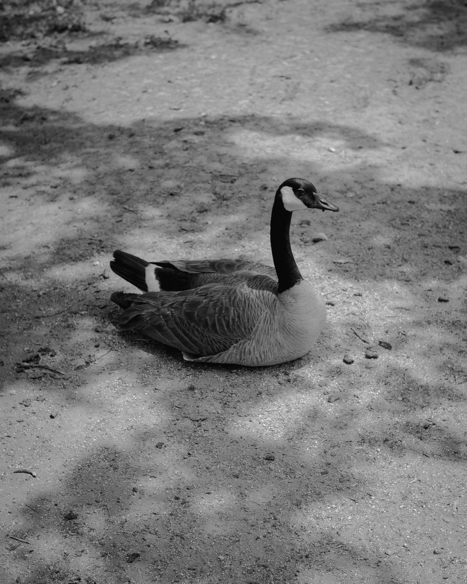 © Phoenix Kanada - Image from the F is for Farewell photography project
