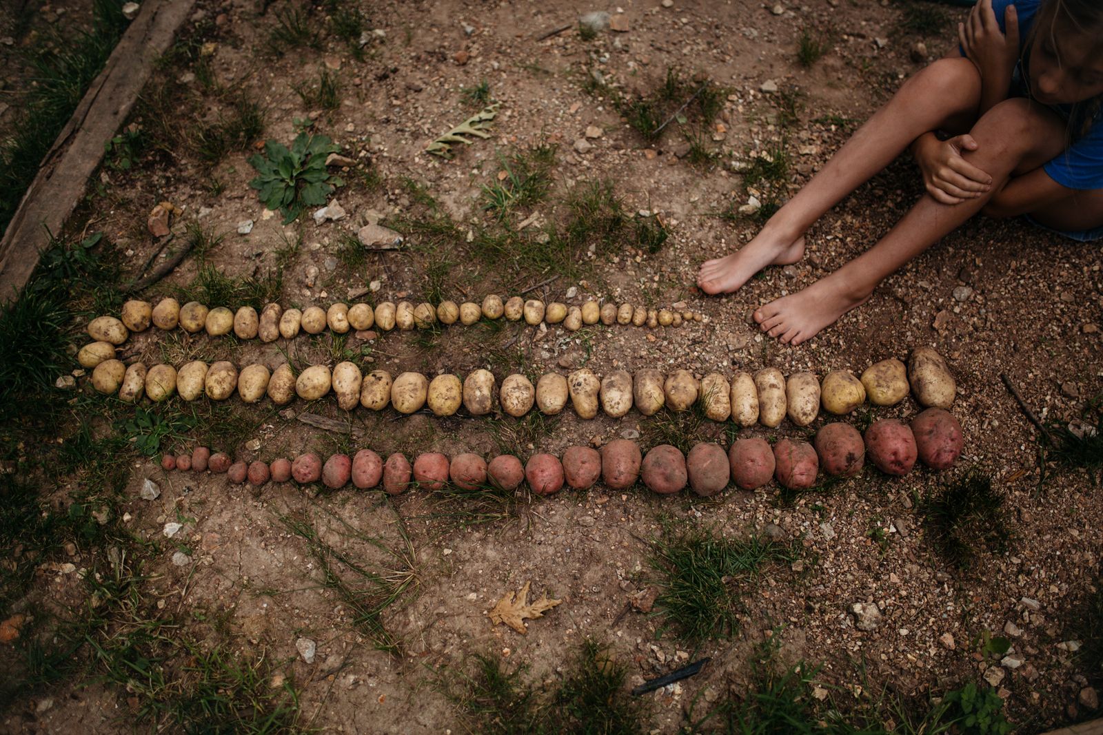© Terra Fondriest - After harvesting some of the potatoes from our garden, my daughter and I lined them up by size just for fun.