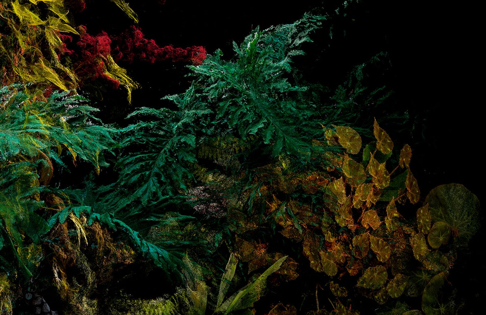 © Cristobal Ascencio - Image from the Las Flores mueren dos veces photography project