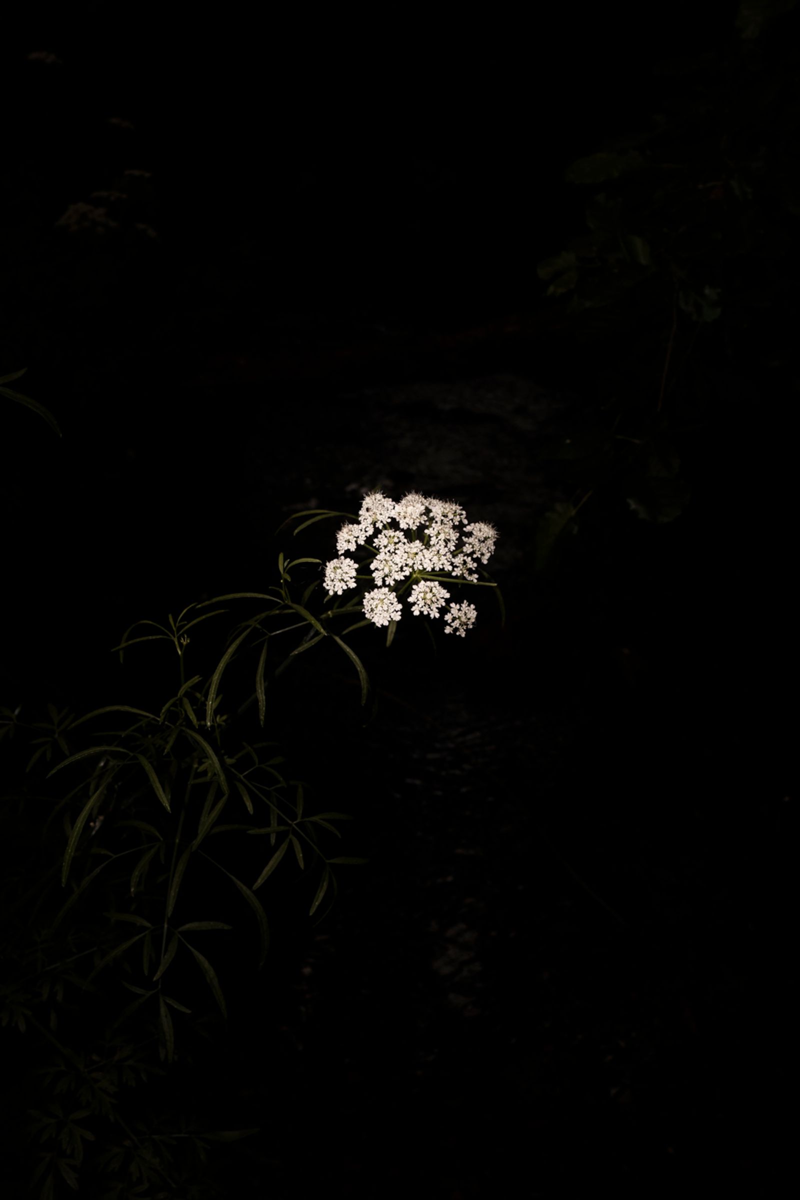 © Cristobal Ascencio - Image from the Las flores mueren dos veces photography project