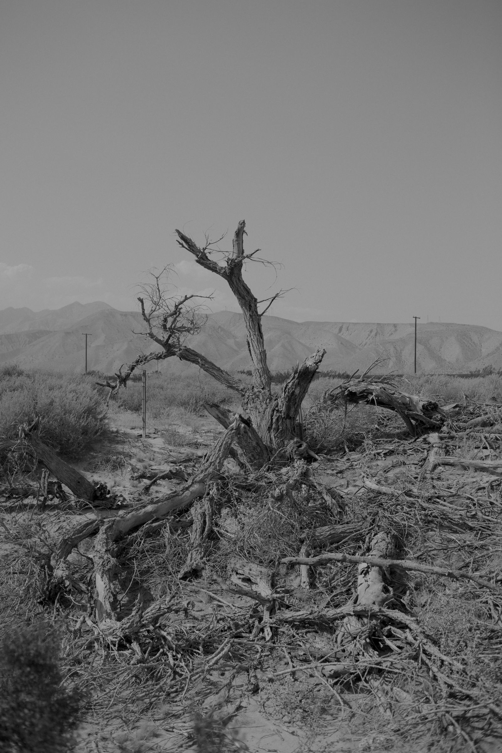 © Kovi Konowiecki - Tree Stump, 2016