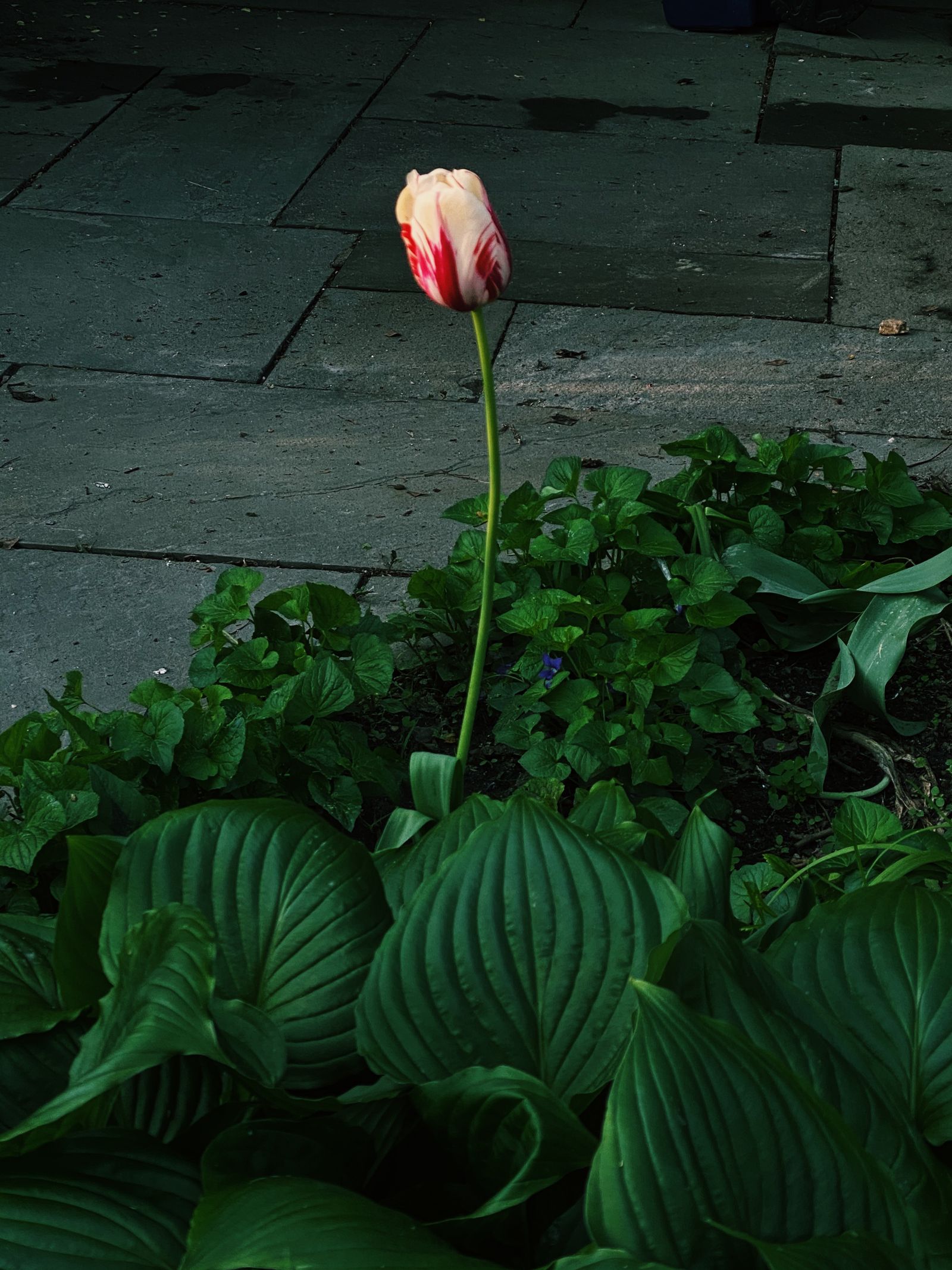 © Lucia Fainzilber - Image from the Odes to the things photography project