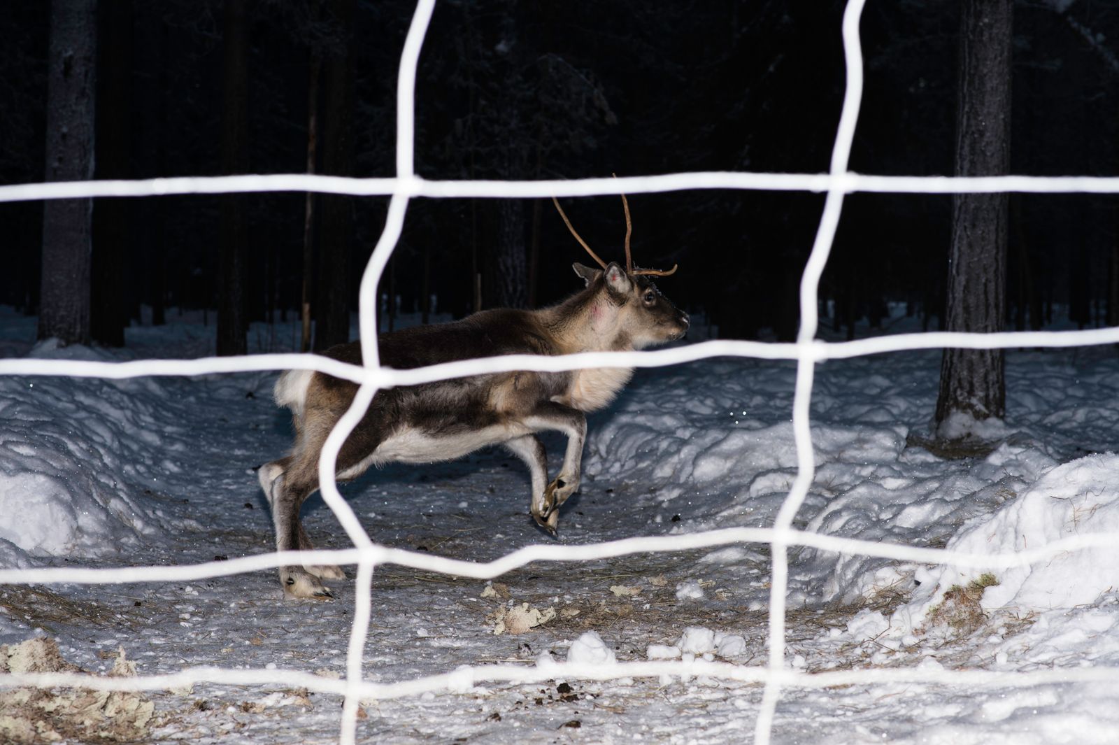 © Nicolas Marbeau - Sassali, Teuvo's reindeer