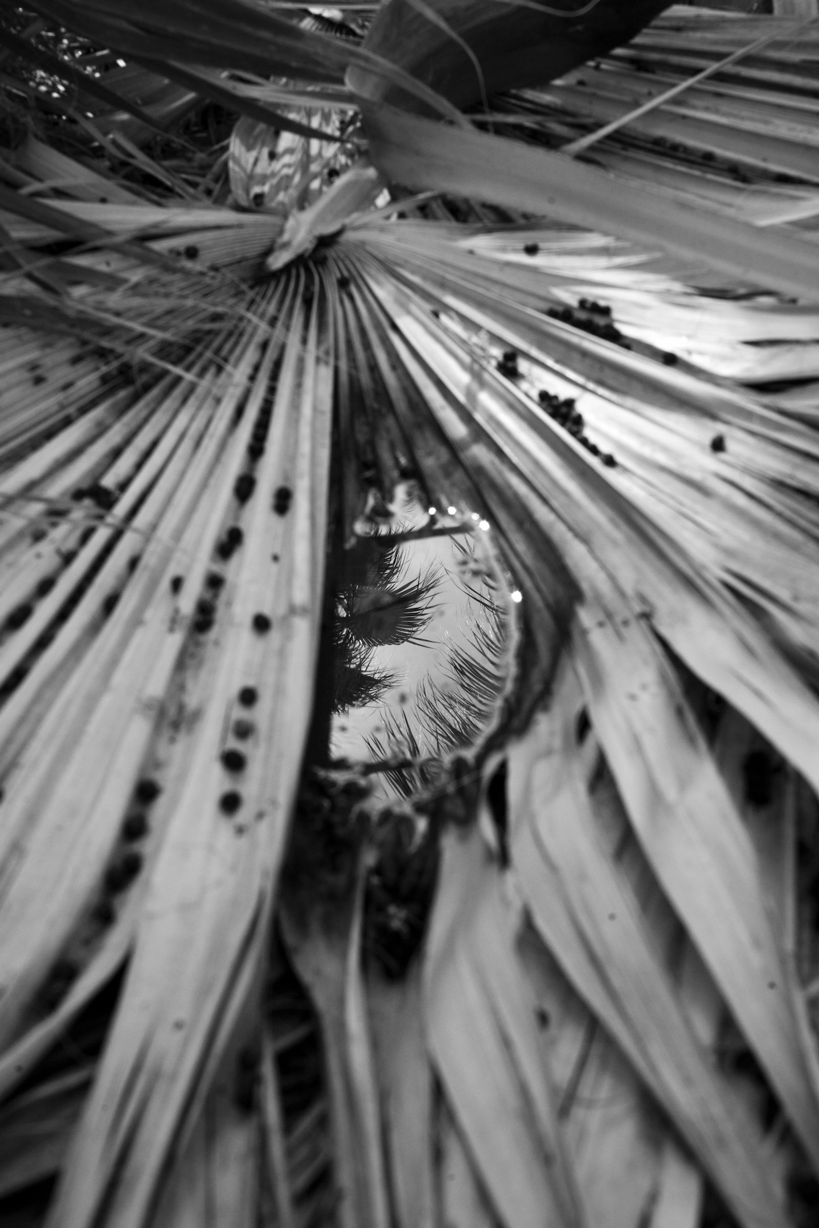 © Marcus Xavier Chormicle - A portal made my the collection of rain water on a fallen frond.