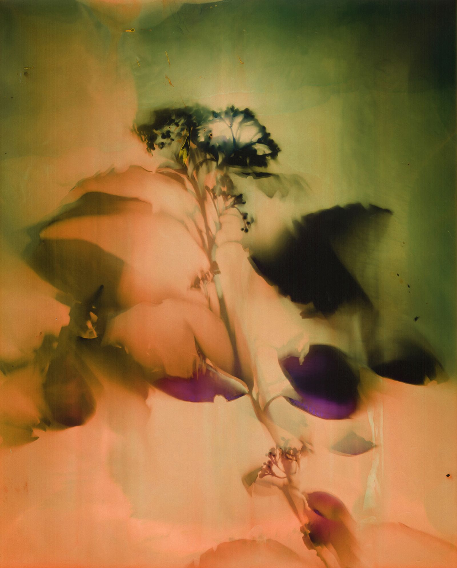 © Christelle Boulé - Image from the Botanica photography project