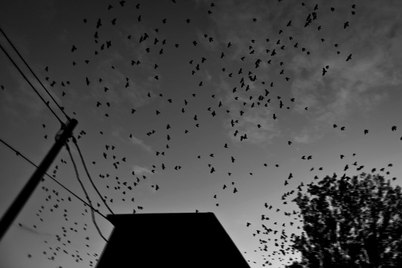 © Kuba Kaminski - Birds flying over the Orla village