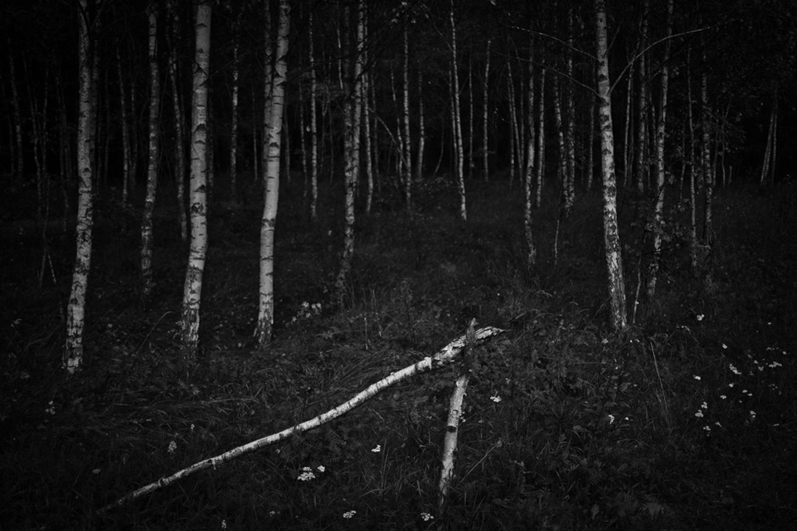 © Kuba Kaminski - A broken tree near Rutka village indicating a small path in the woods.