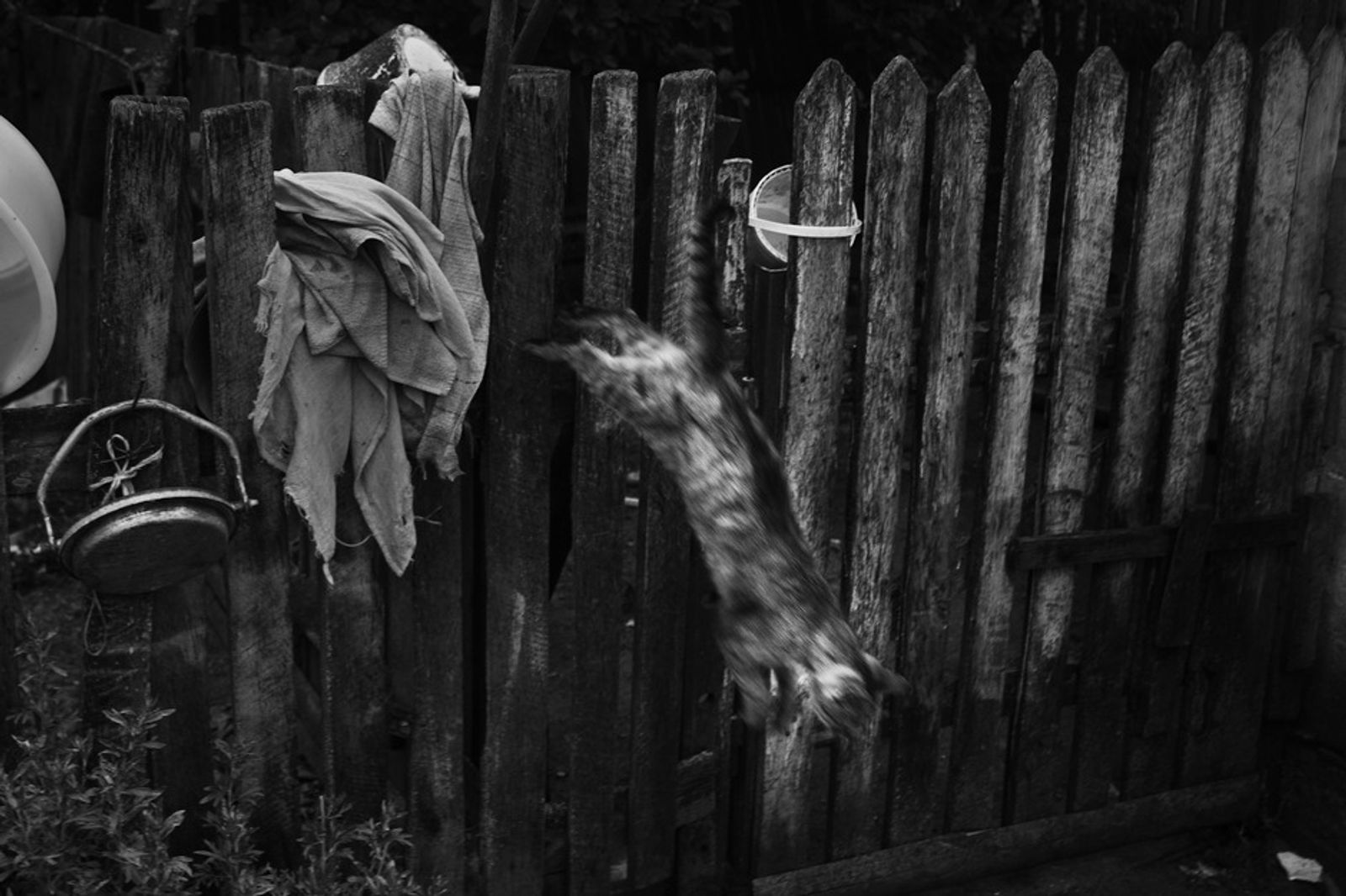 © Kuba Kaminski - A cat jumps from the fence in Rutka village at Whisperer Anna's house