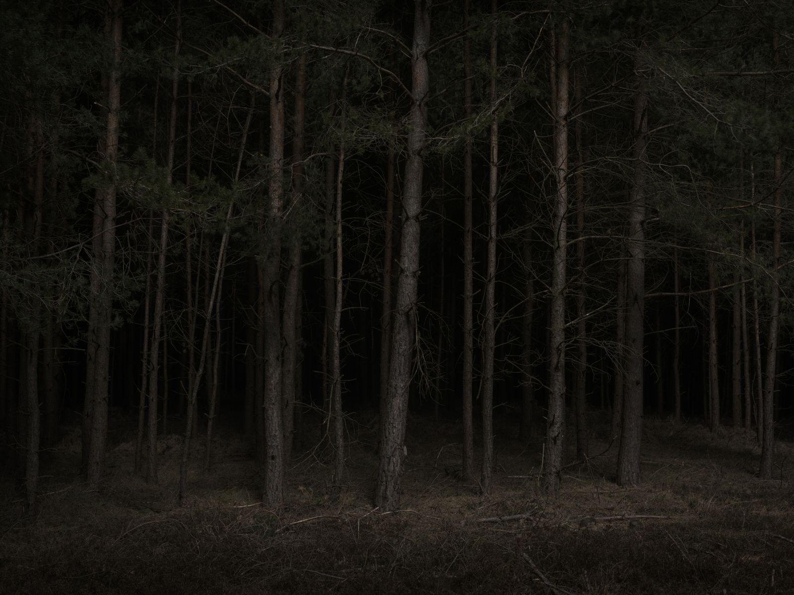 © Volker Crone - A forest near the highway, illuminated only by light advertising.