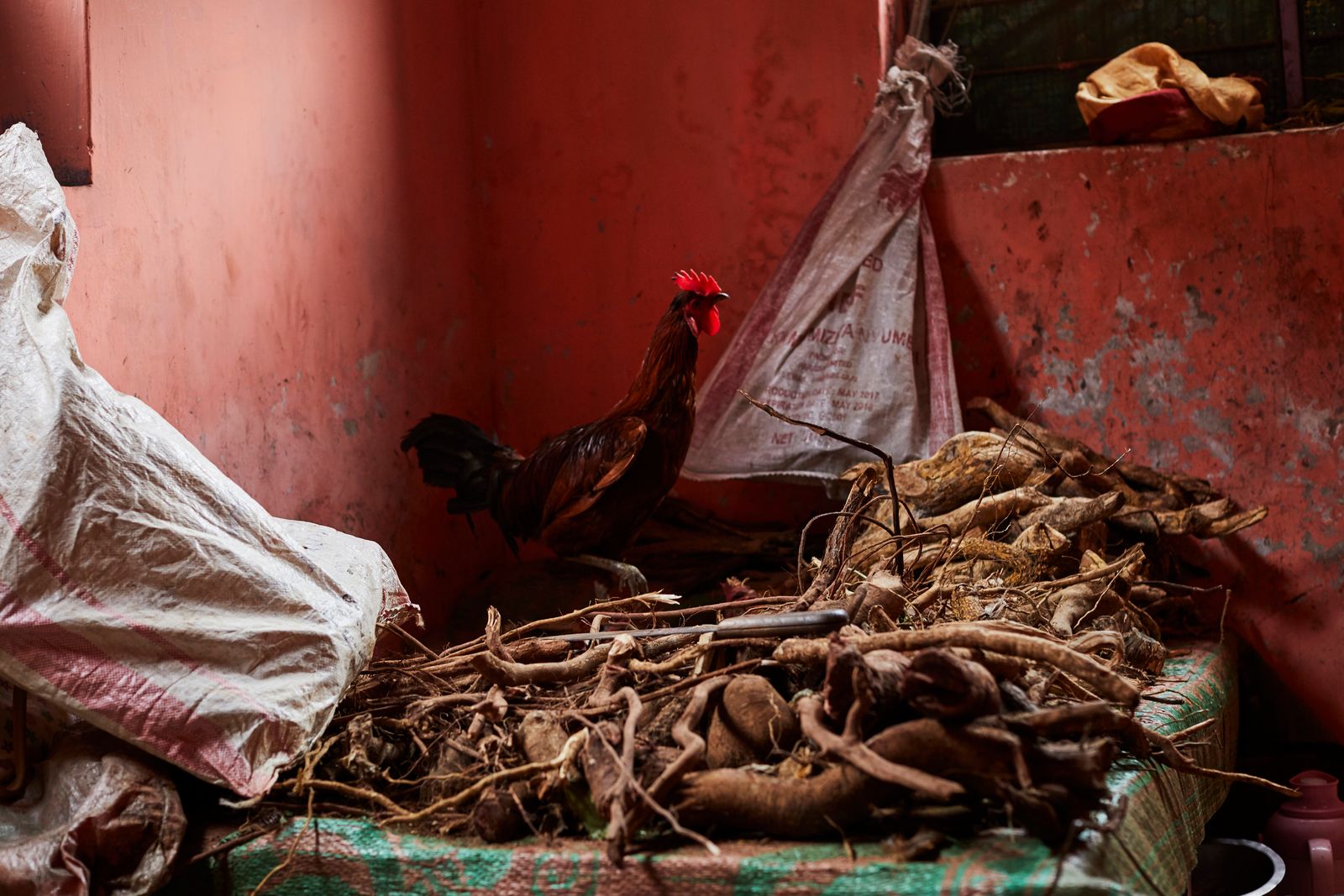 © Nicky Quamina-Woo - A rooster walks on top of roots used in traditional healing at BiMwanahija’s clinic
