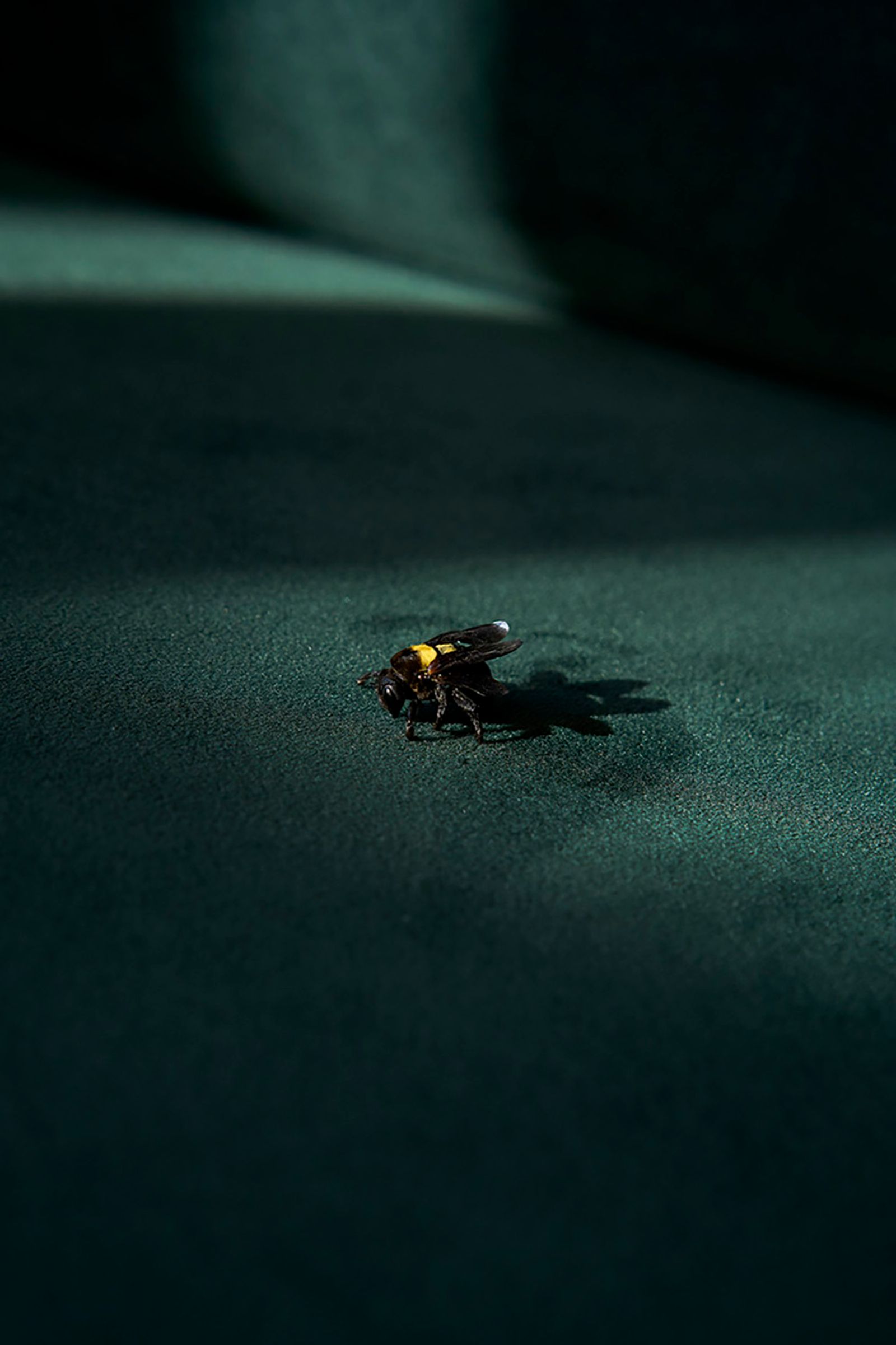© Anke Loots - Image from the On Stillness photography project