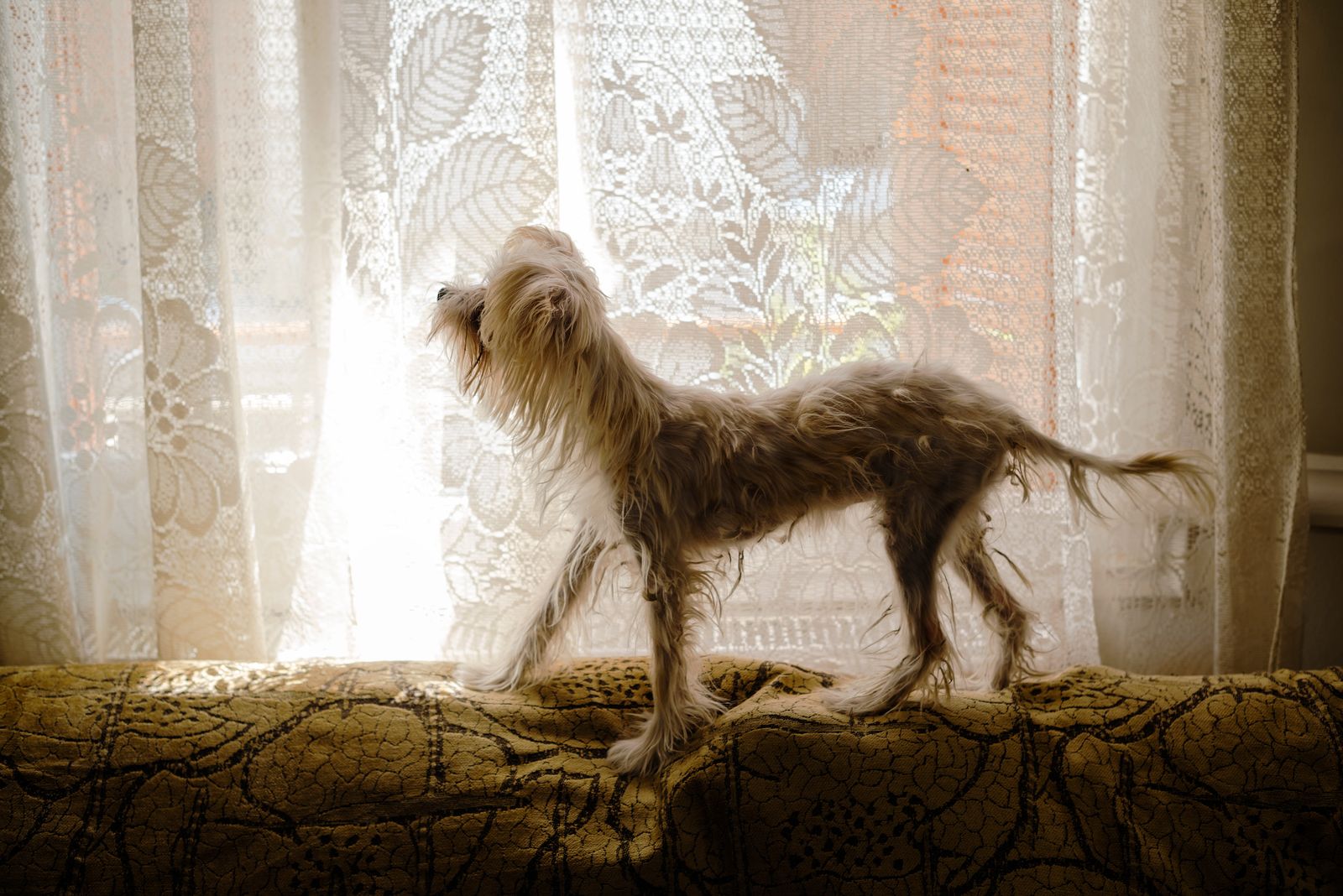 © Panos Charalampidis + Mary Chairetaki - Ioannis's dog at his house.