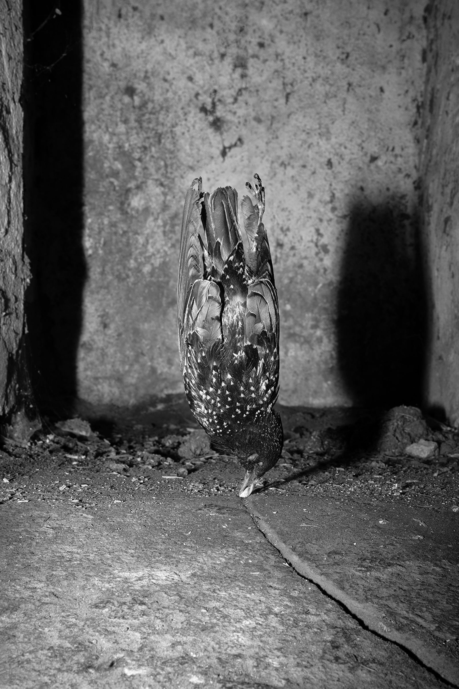 © Elena Helfrecht - Chance and Effect, 2019 | Dead bird, found in summer last year in the attic.