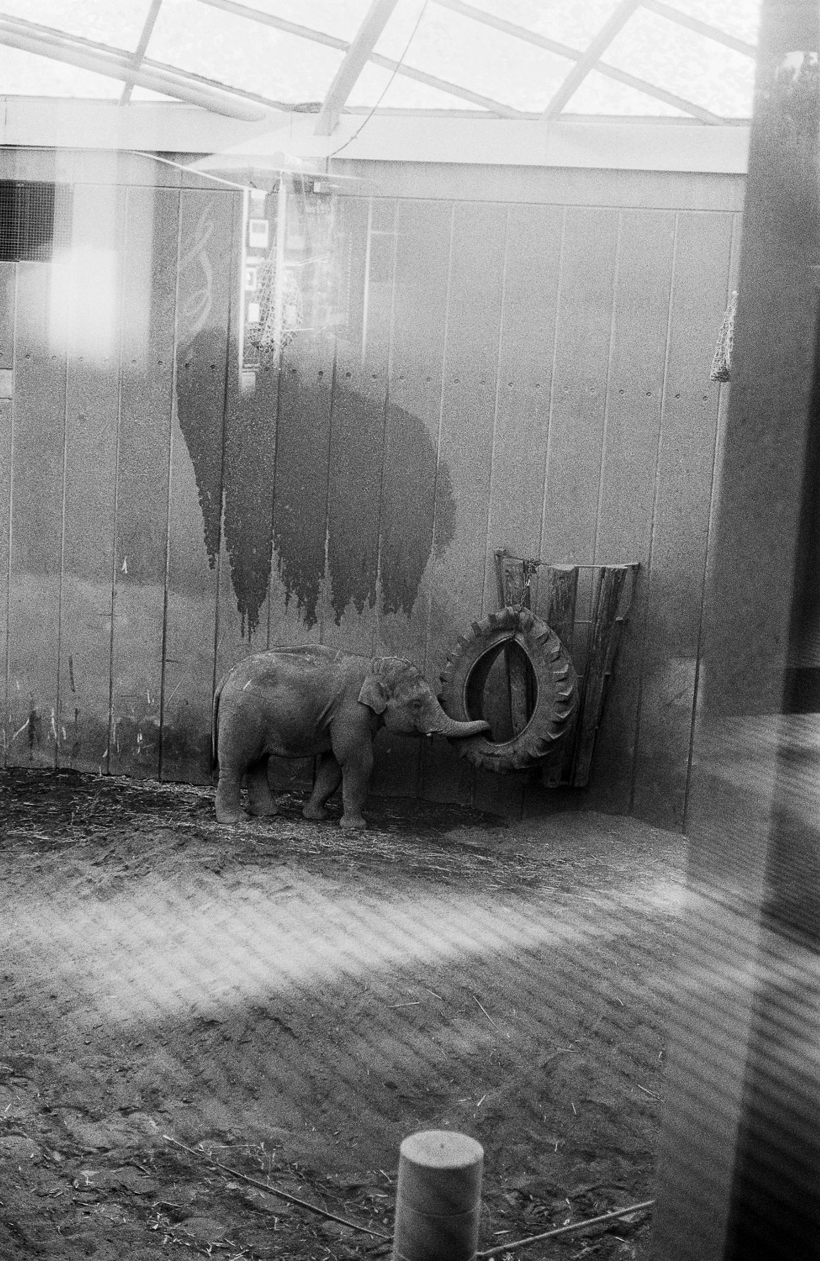 © Julia Mejnertsen - Baby elephant in Copenhagen Zoo (2021)