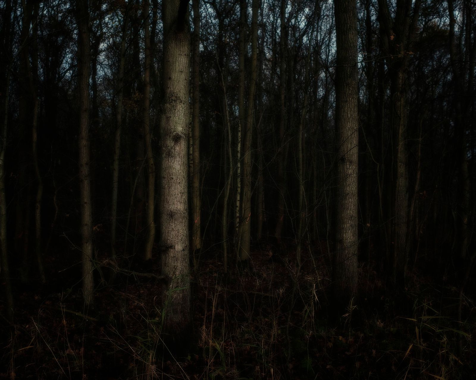 © Rob Severein - 20. Into the trees.