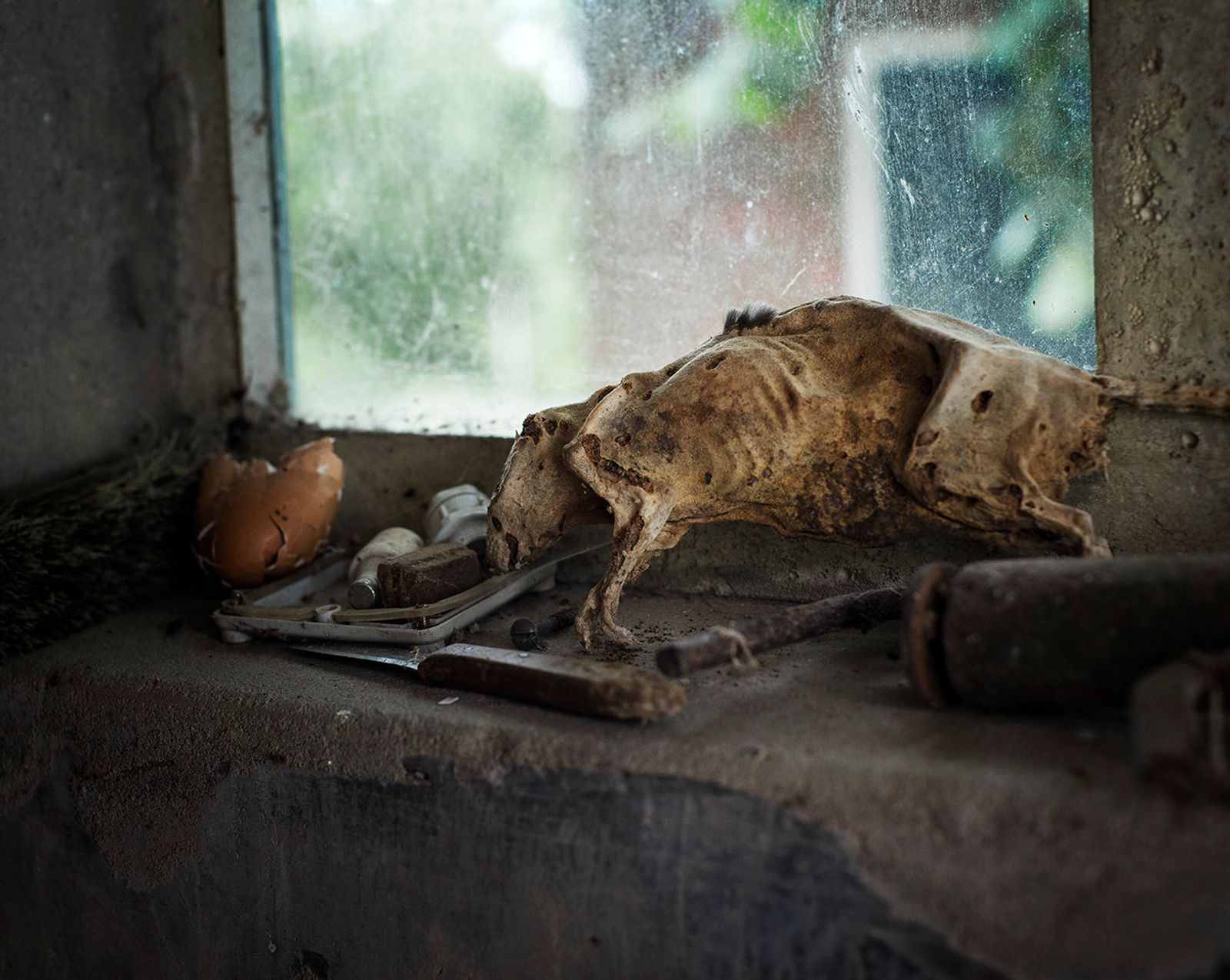 © Rob Severein - 10. Still life with a rat.