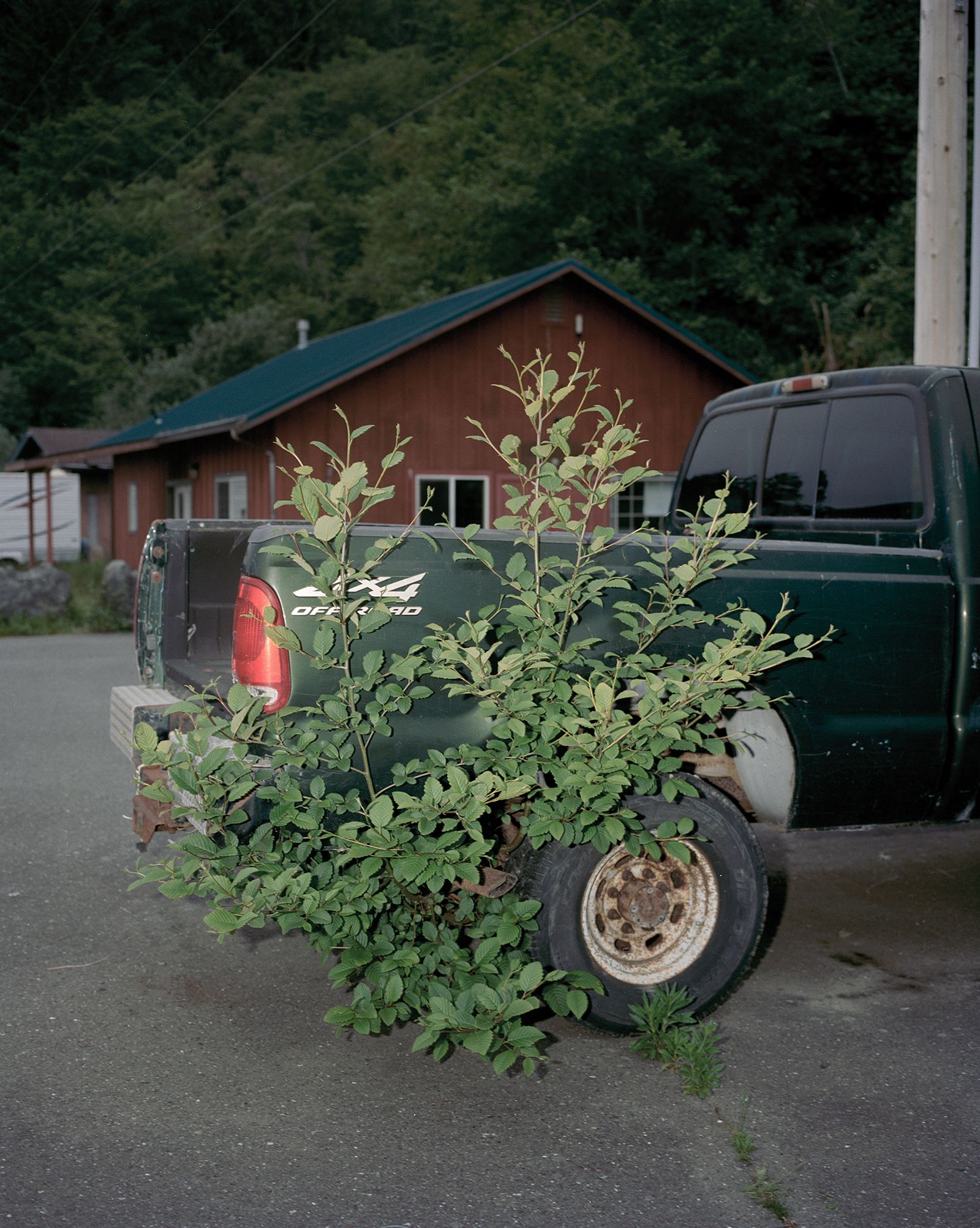 © Justin Maxon - A tree is growing out of a truck off the 101 Highway in northern California.