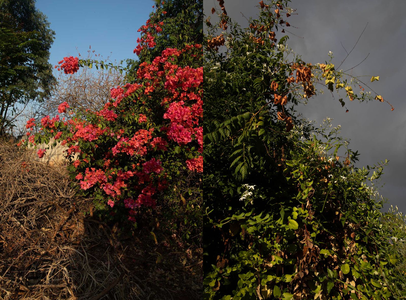 © Davina Jogi - 'A Bundle of Lines III'. Botanical meshworks growing at my homes in Zimbabwe and Australia, 2023. (Photographic Diptych)