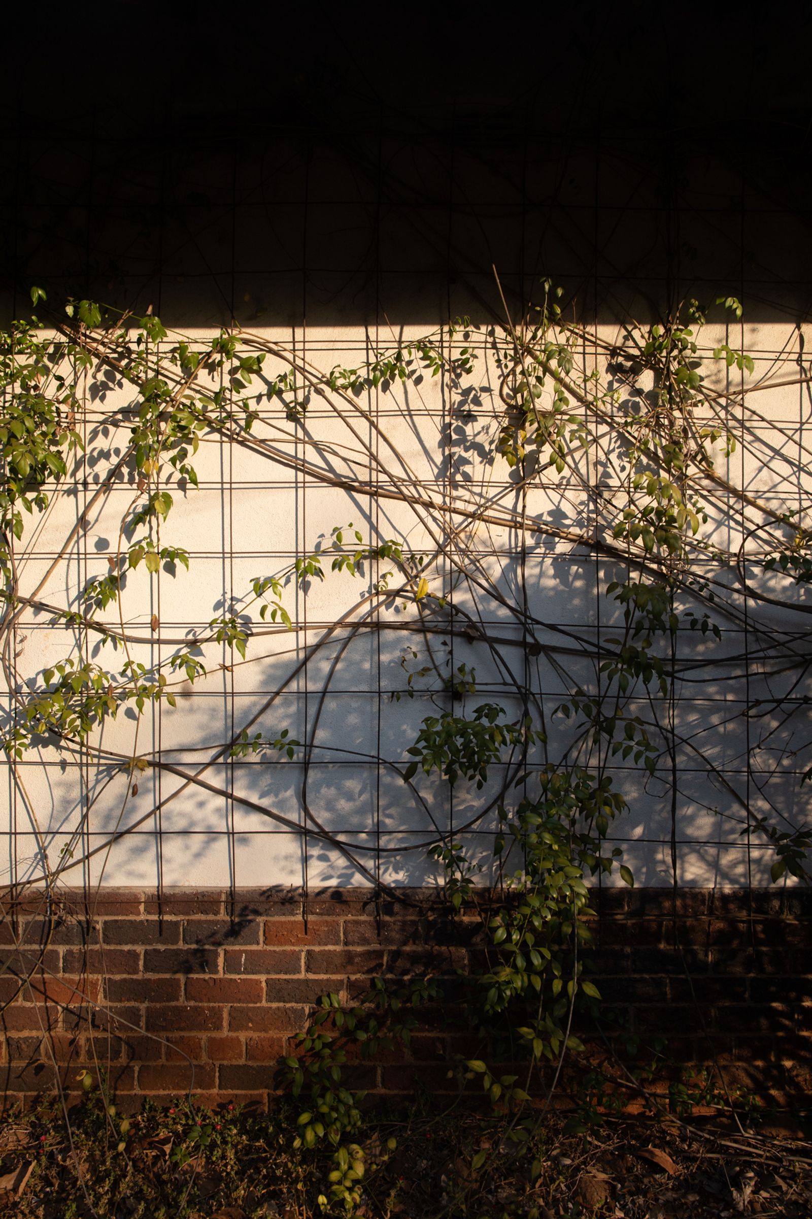 © Davina Jogi - 'Meshworks'. Botanical meshwork growing on the house I grew up in, Harare, Zimbabwe, 2022. (Digital Photograph)