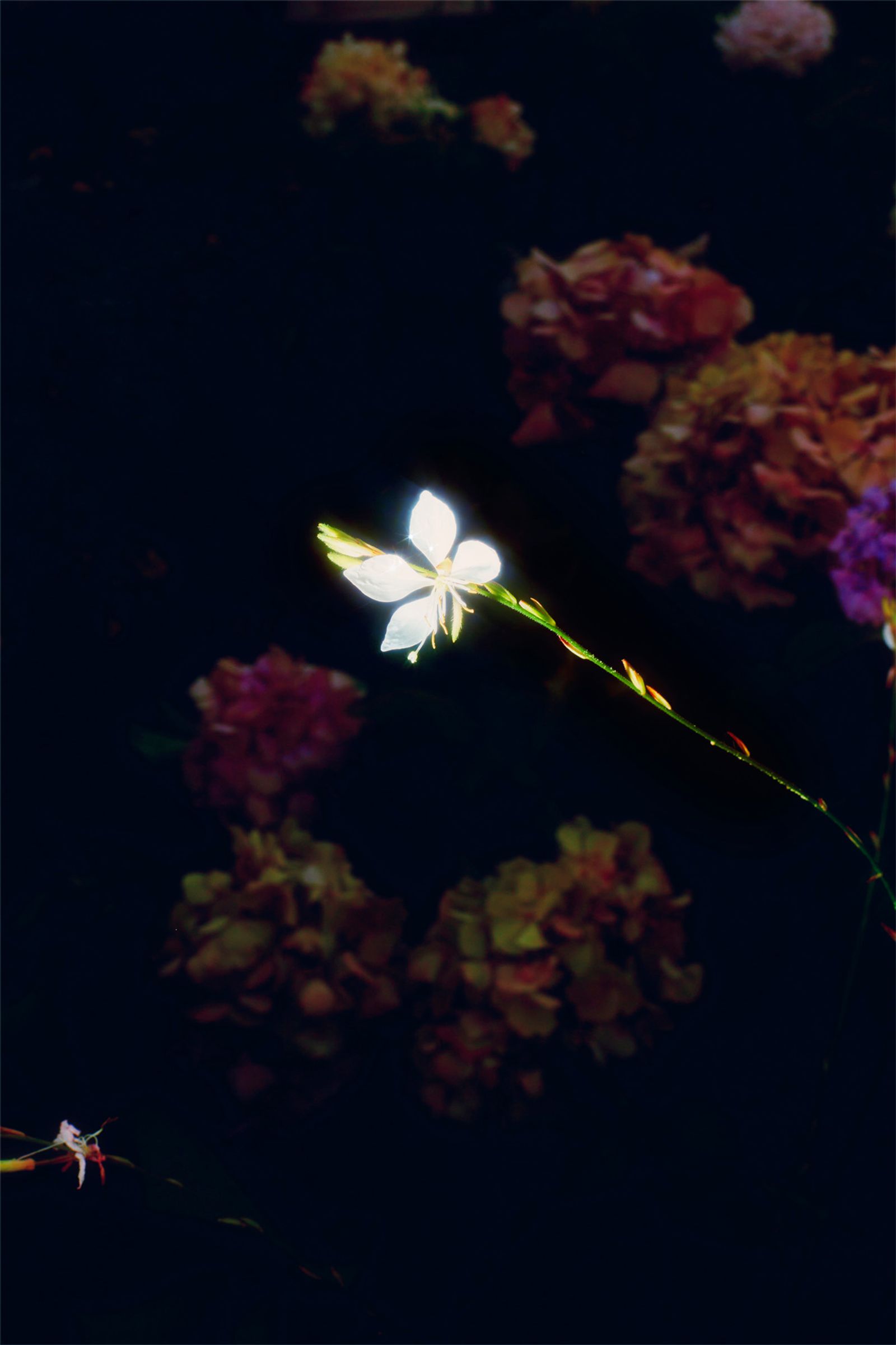 © Stephanie O'Connor - Image from the Never tire of looking at the stars photography project
