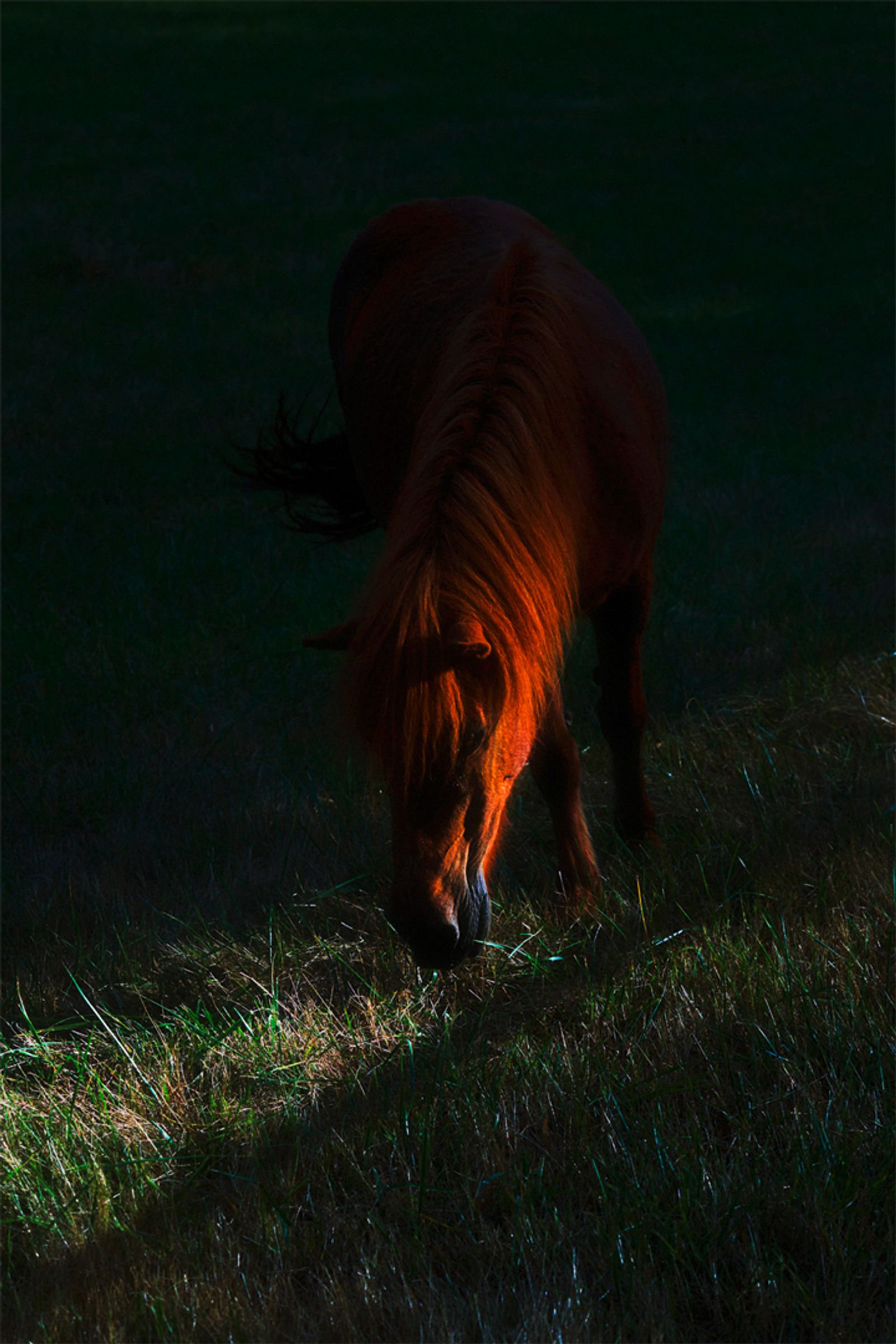 © Stephanie O'Connor - Image from the Under the weight of flowers photography project