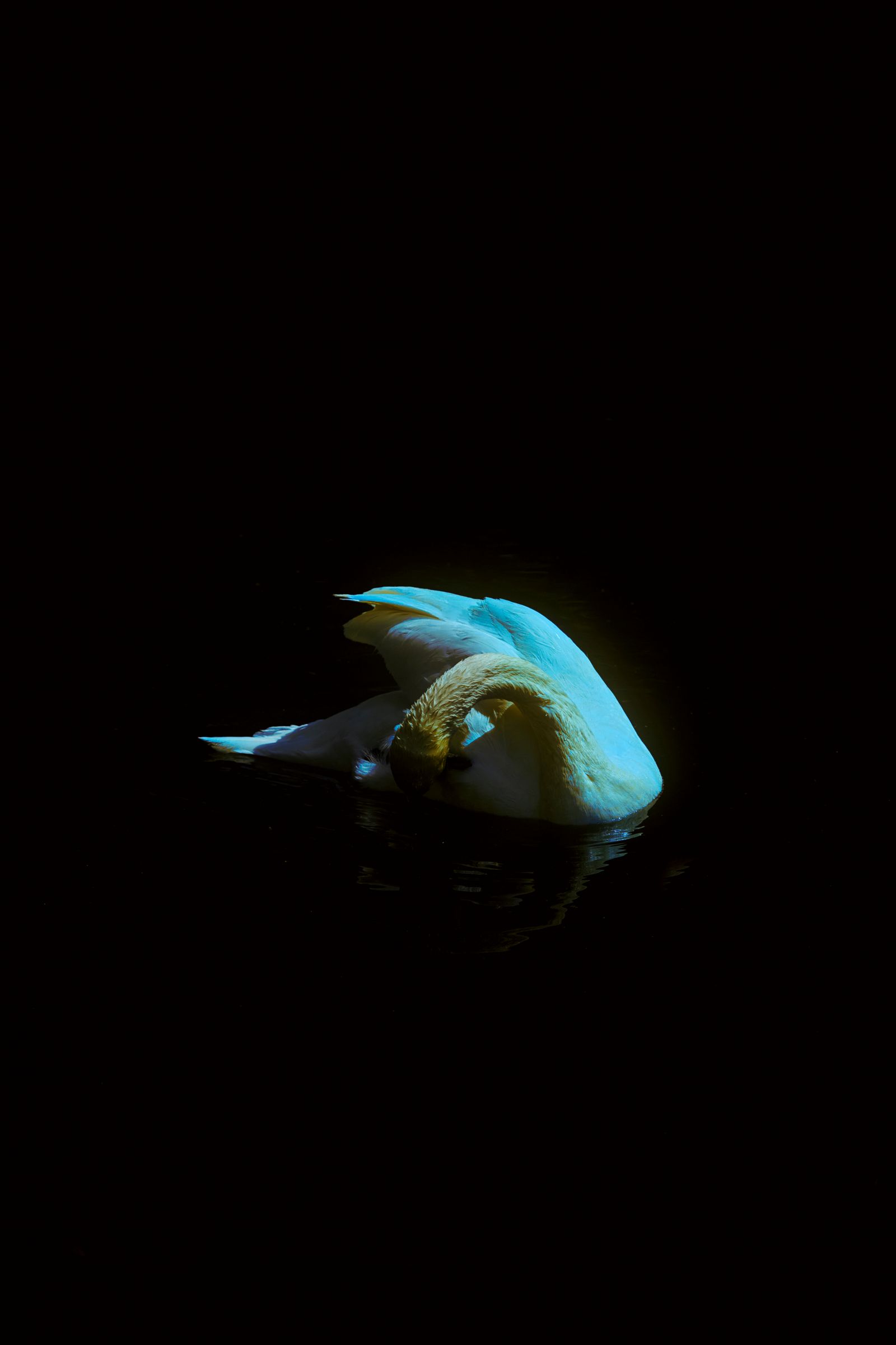 © Stephanie O'Connor - Image from the Under the weight of flowers photography project