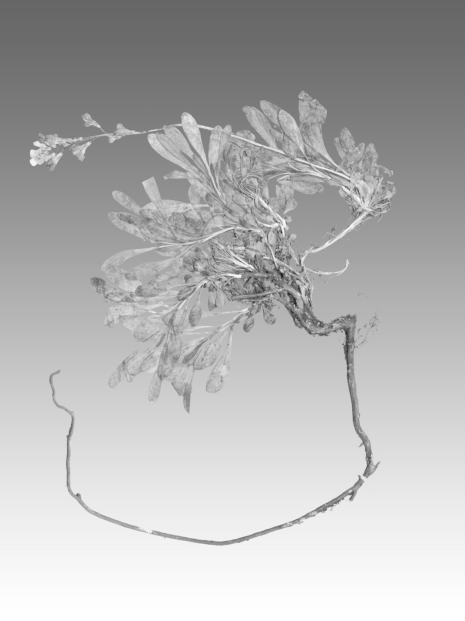 © Liz Orton - Arabis fructicosa, 1867, Montana, USA. Extinct/extinct in the wild (Redlist 1997).