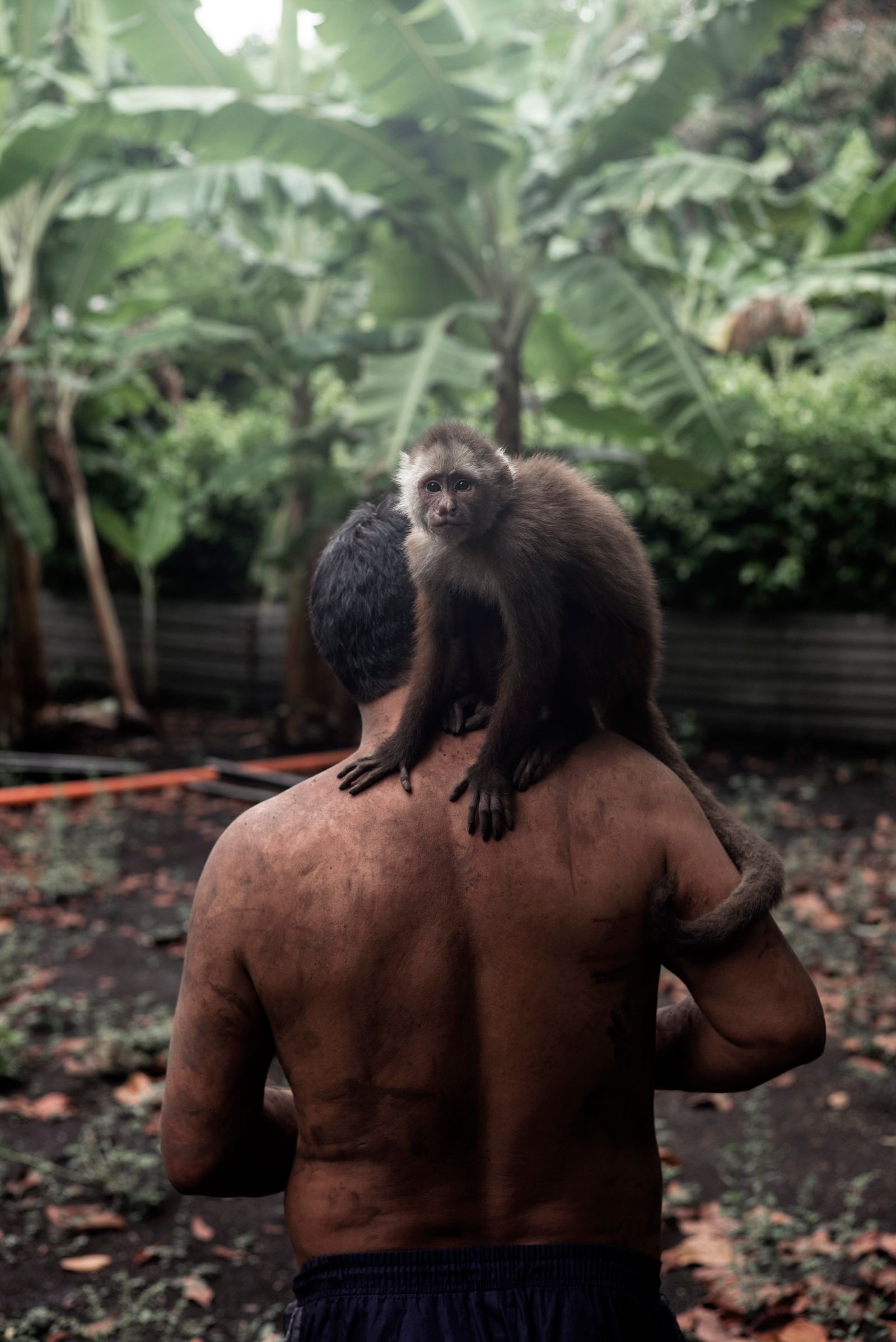 © Luis Cobelo - Lalo, the monkey that guesses the dreams of humans