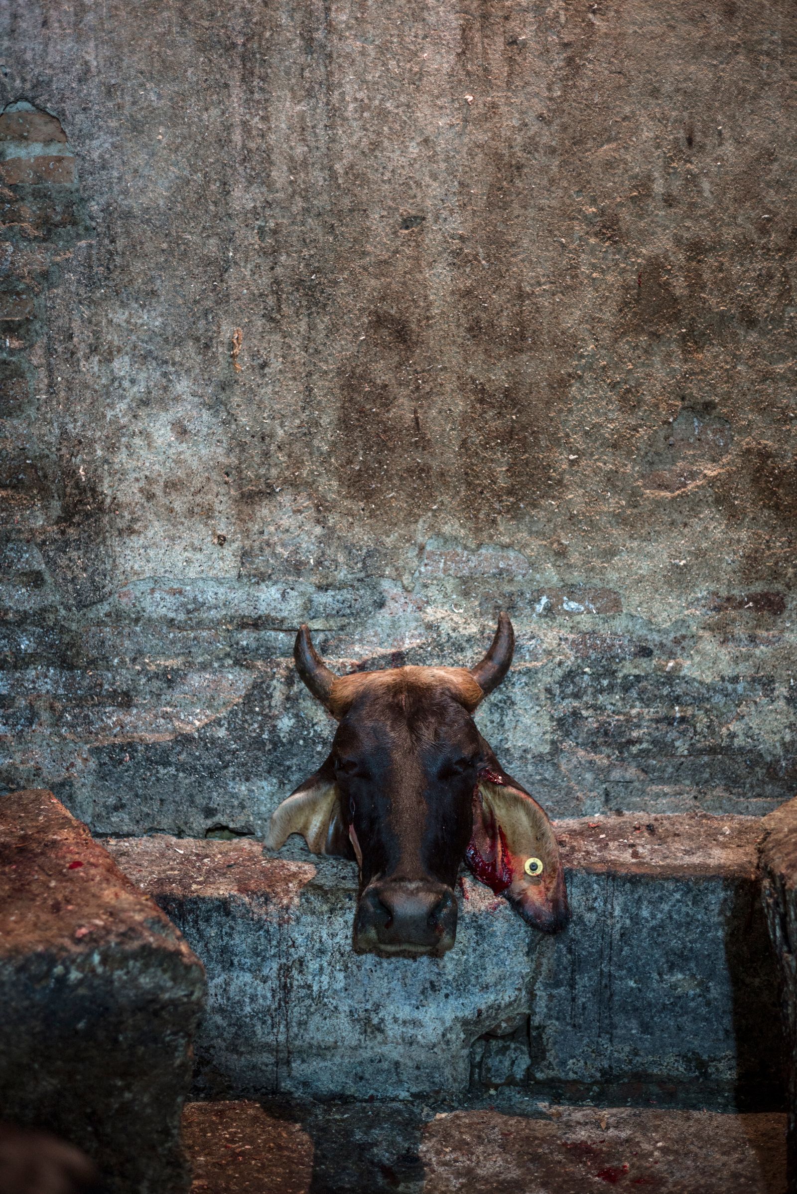 © Luis Cobelo - Just the head