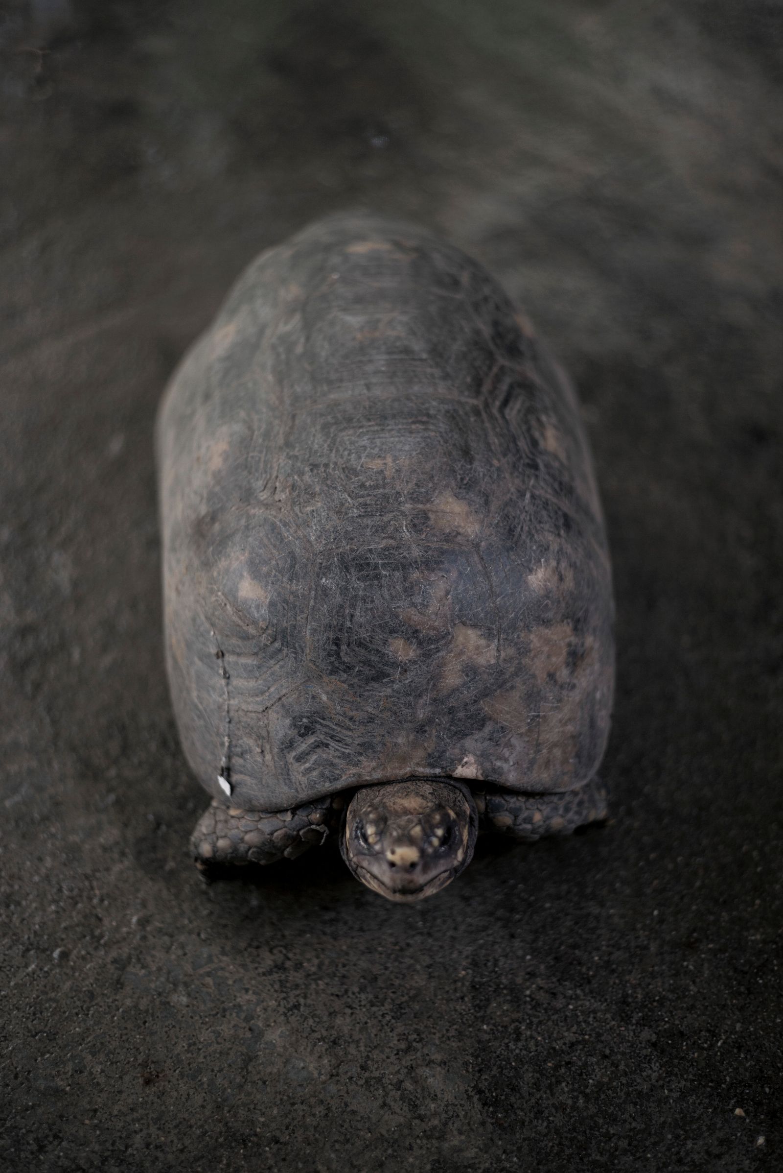 © Luis Cobelo - Lucho, the eternal morrocoy