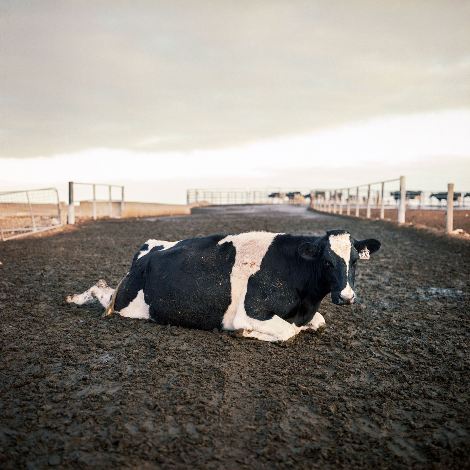 © Karoliina Kase - Image from the To All the Bobbies Out There photography project